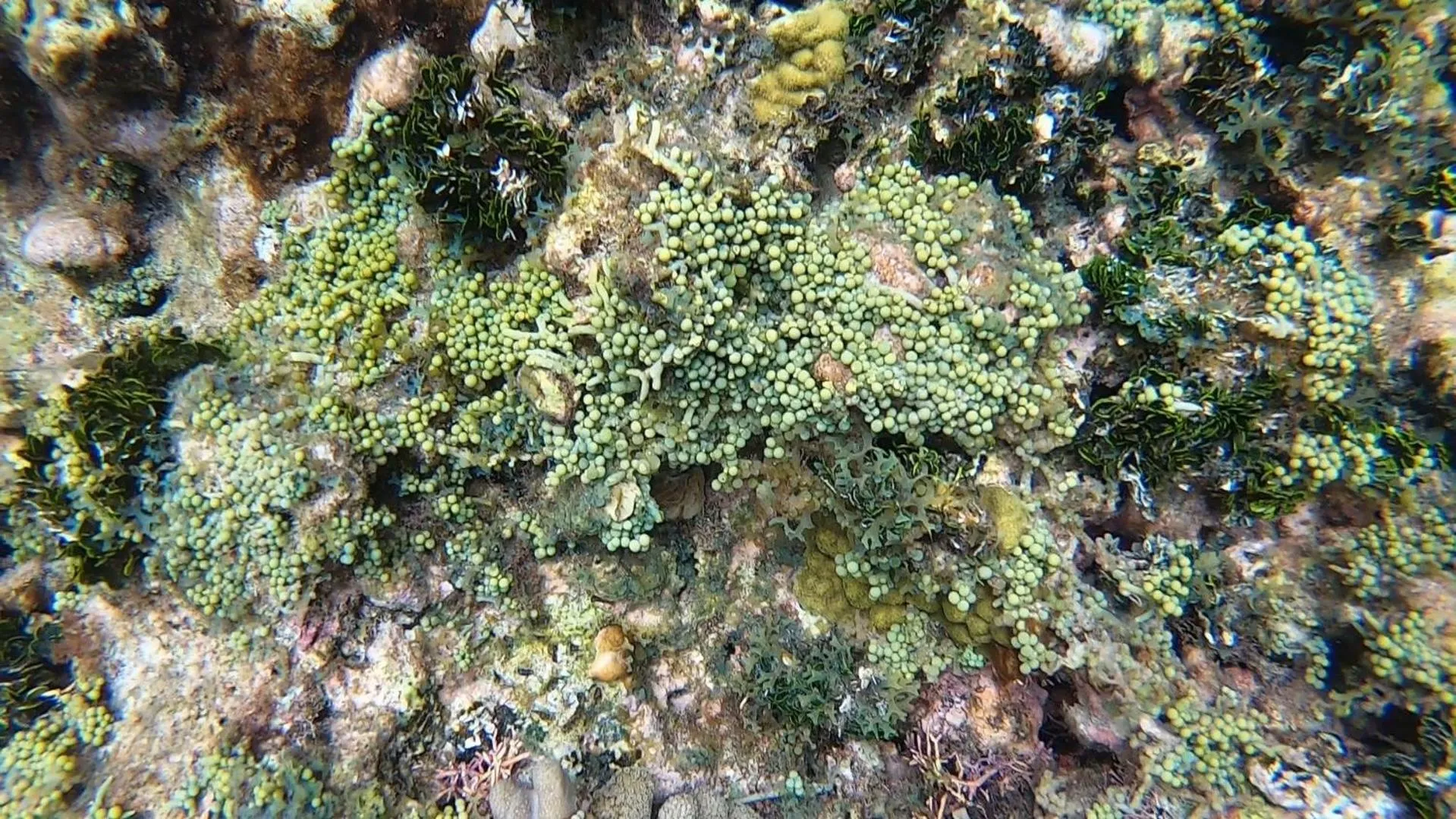 Snorkeling in Hostal Cuca Macuca