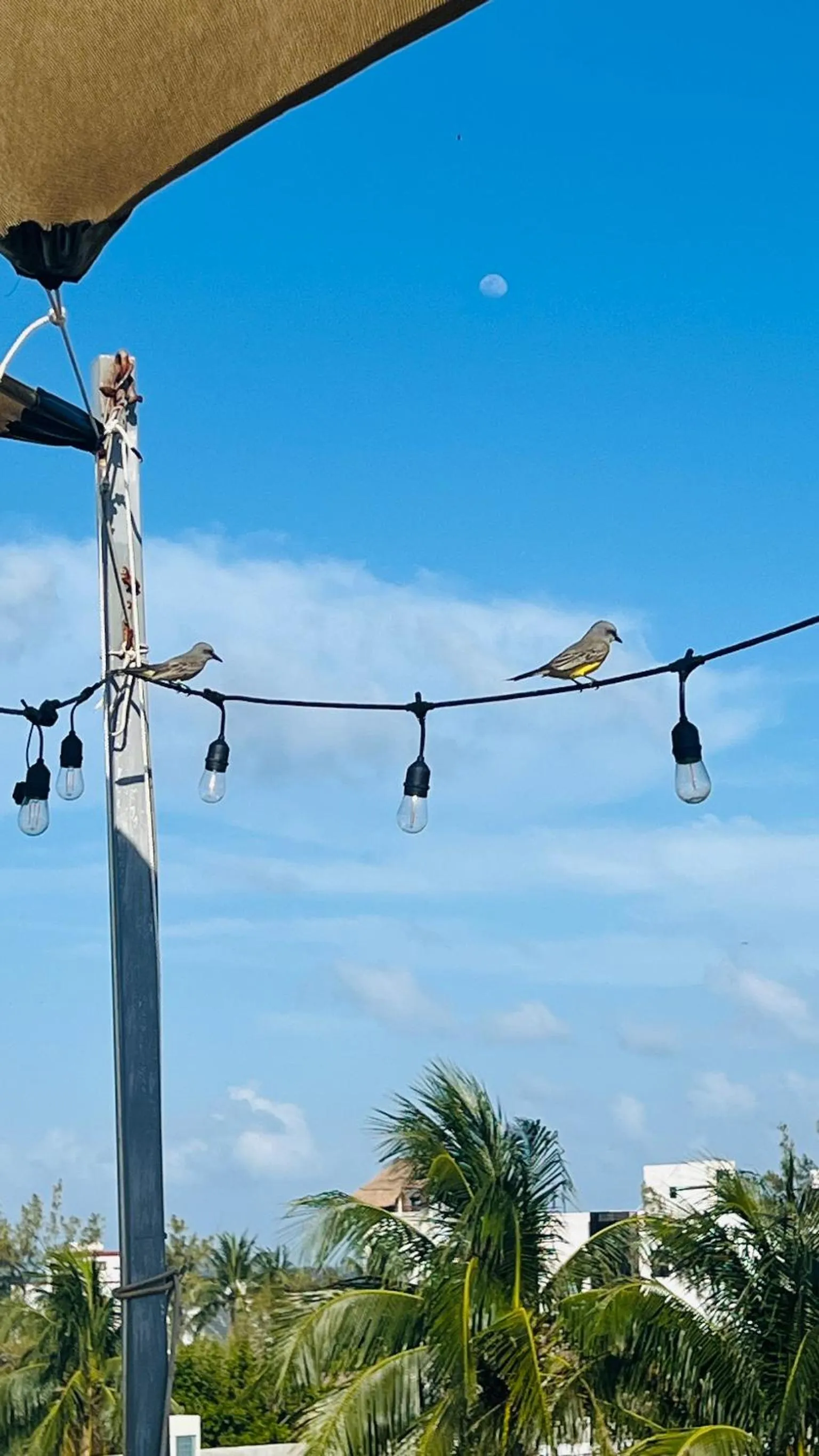 Animals in Hostal Cuca Macuca
