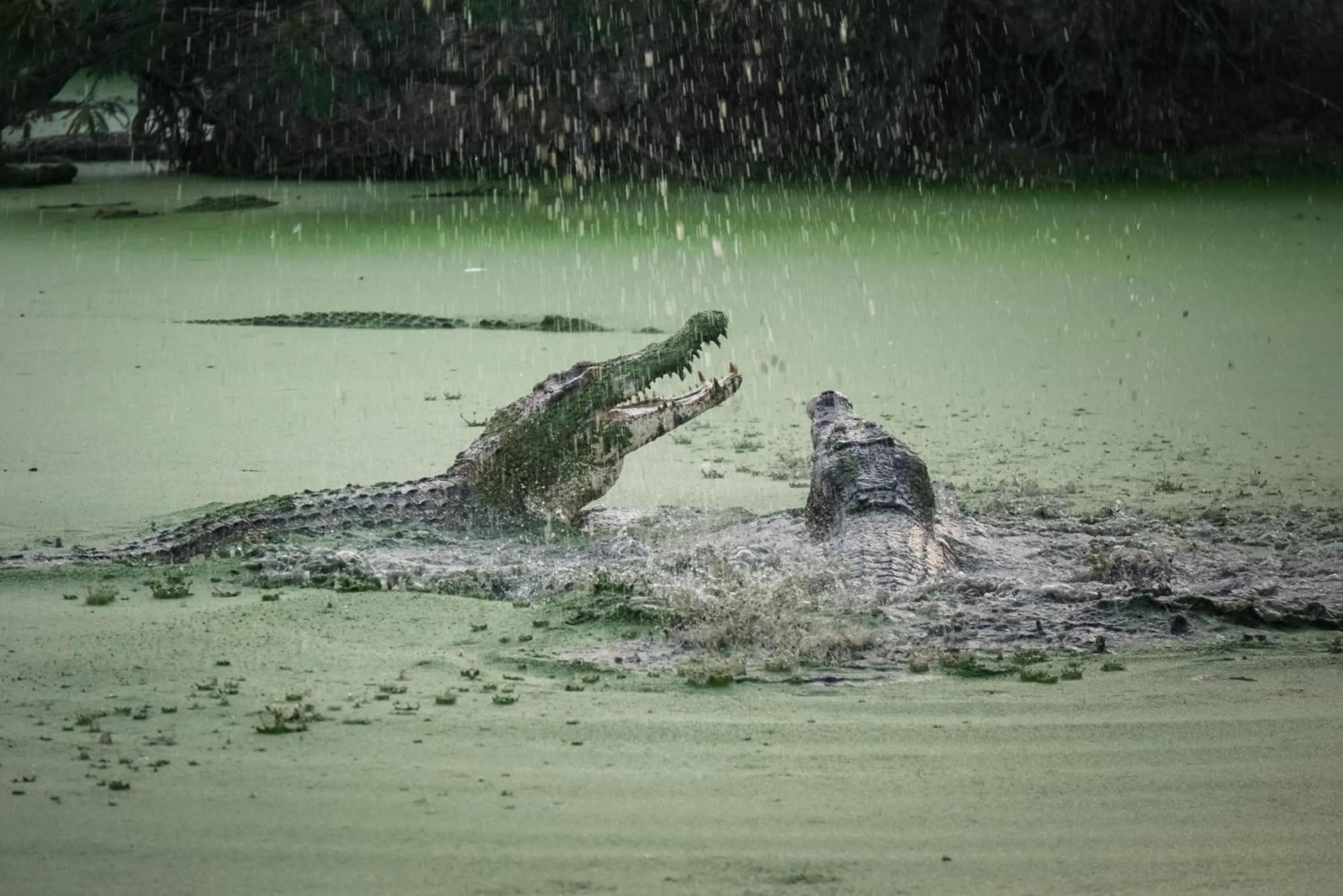 Nearby landmark in Hotel O Sean'S Residence Mansyur Near Universitas Sumatra Utara USU