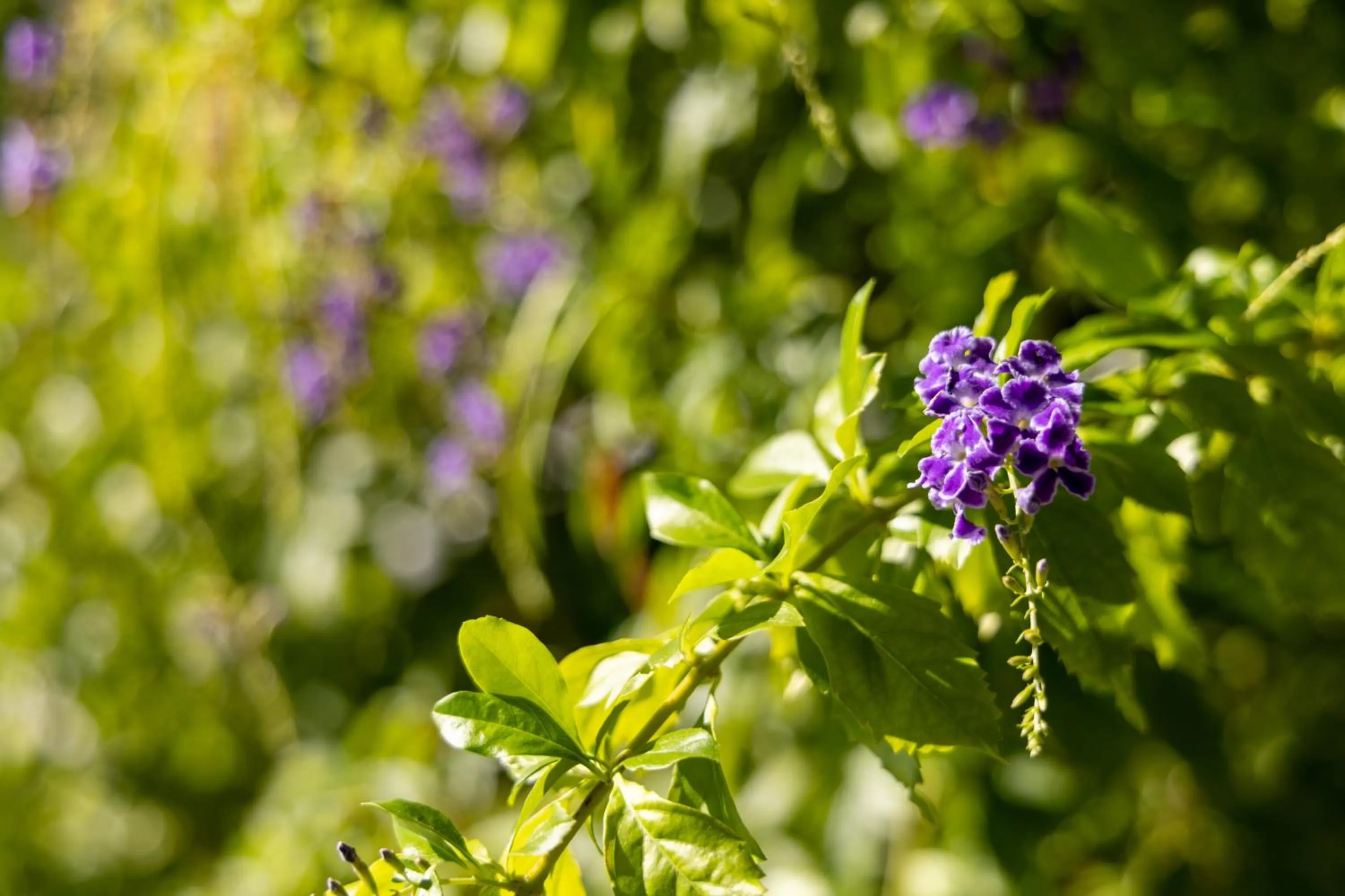 Spring in Hyatt Vacation Club at Wild Oak Ranch