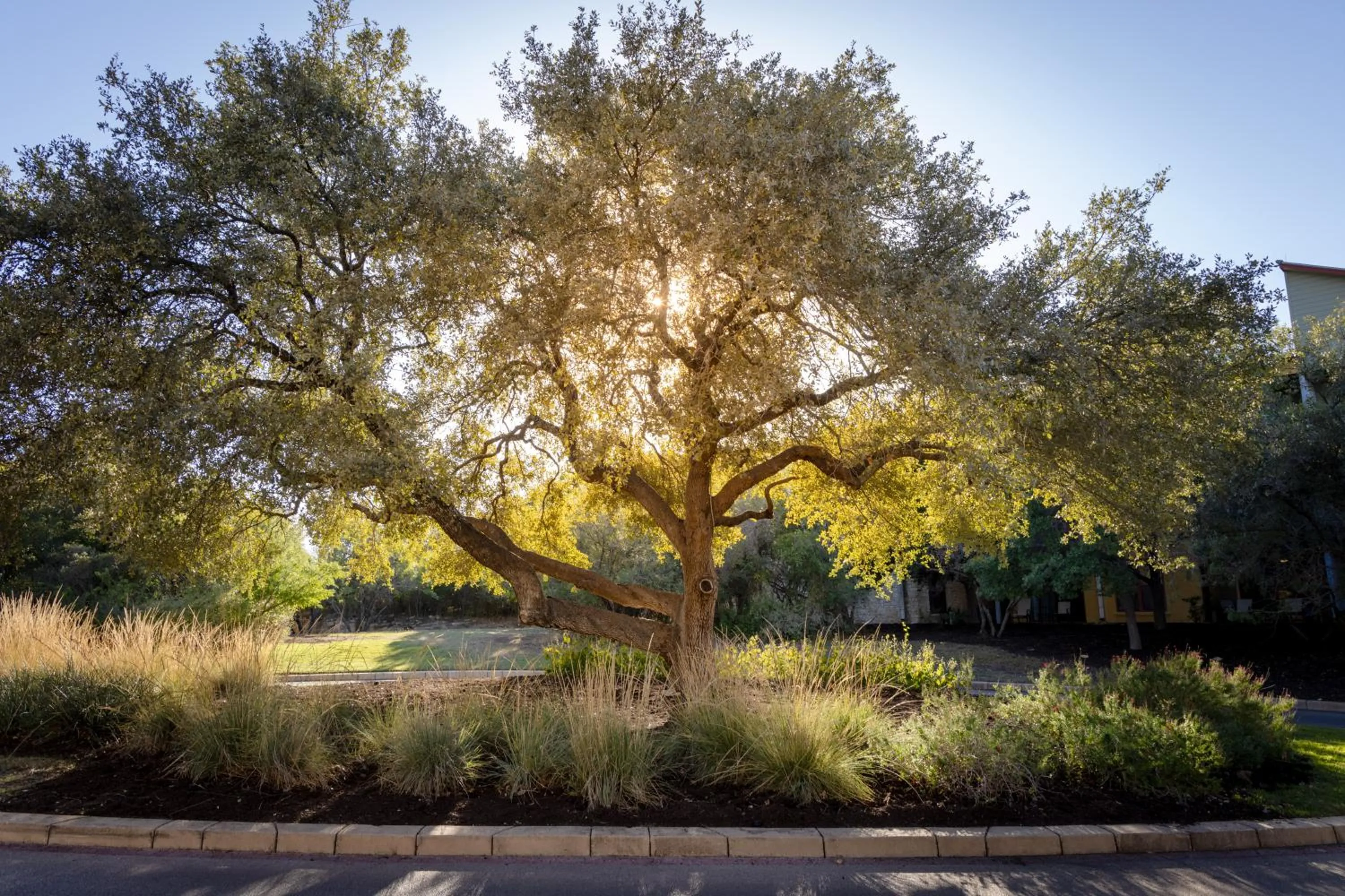Natural landscape in Hyatt Vacation Club at Wild Oak Ranch
