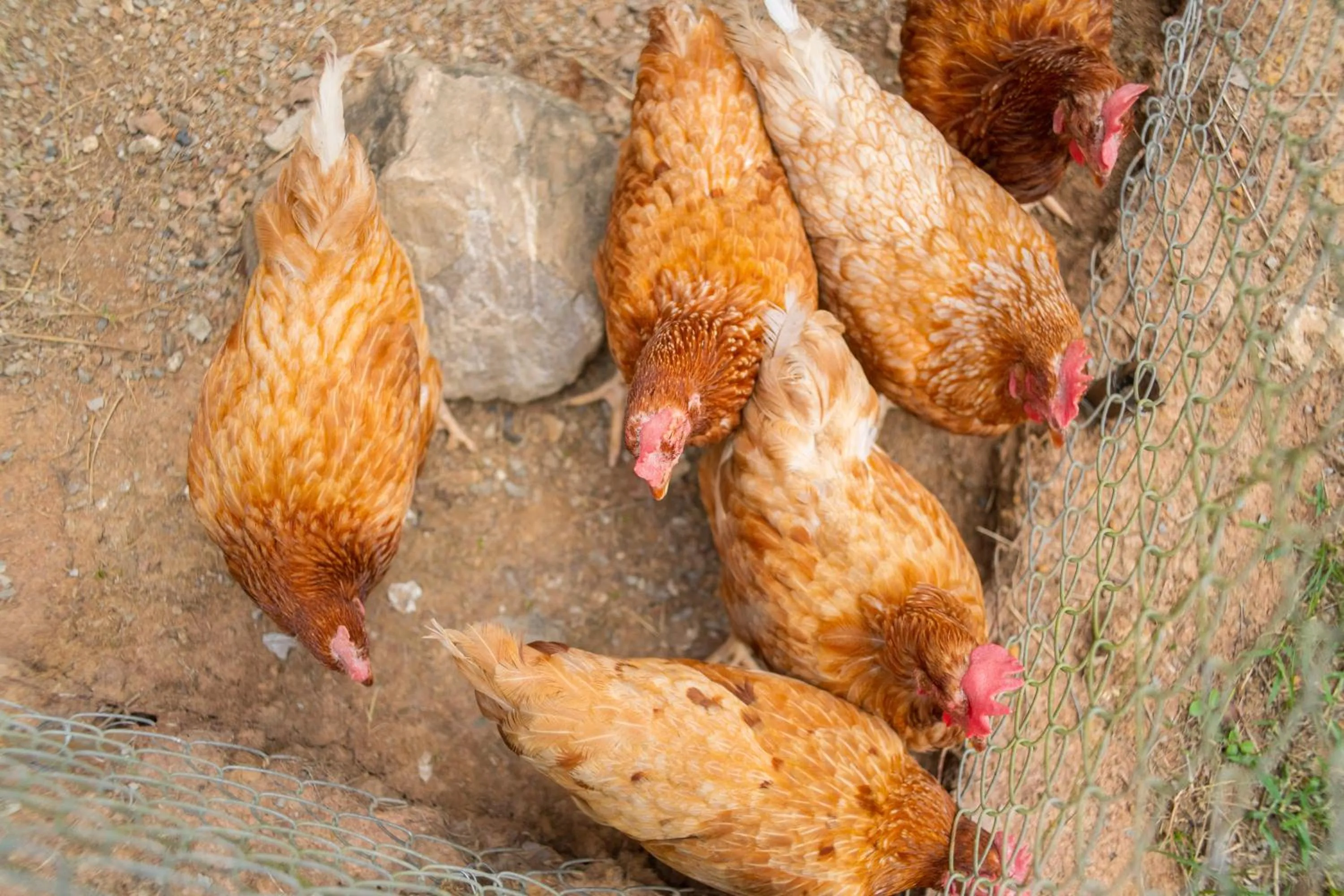 The Tree Riverside Resort Kaeng Krachan