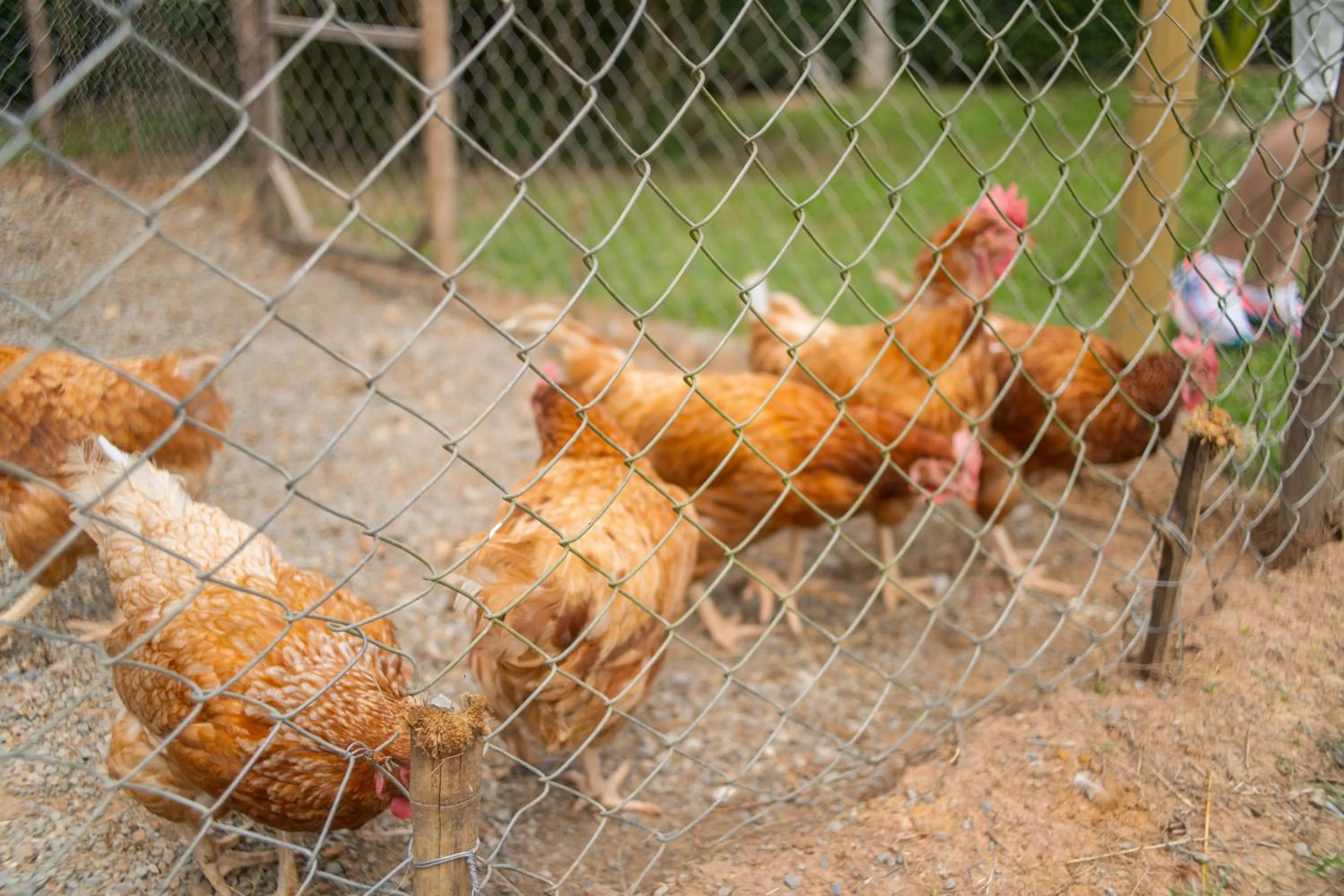 The Tree Riverside Resort Kaeng Krachan