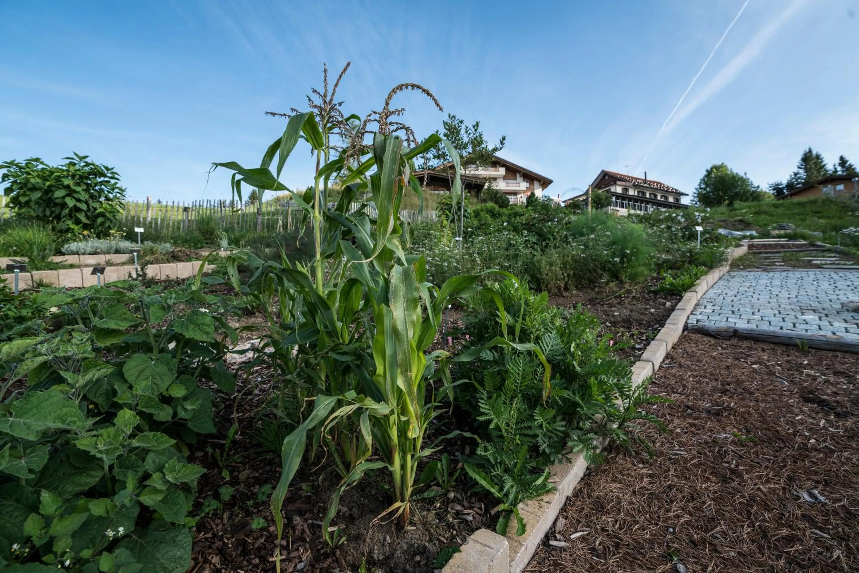 Garden in Kräuterhotel Edelweiss