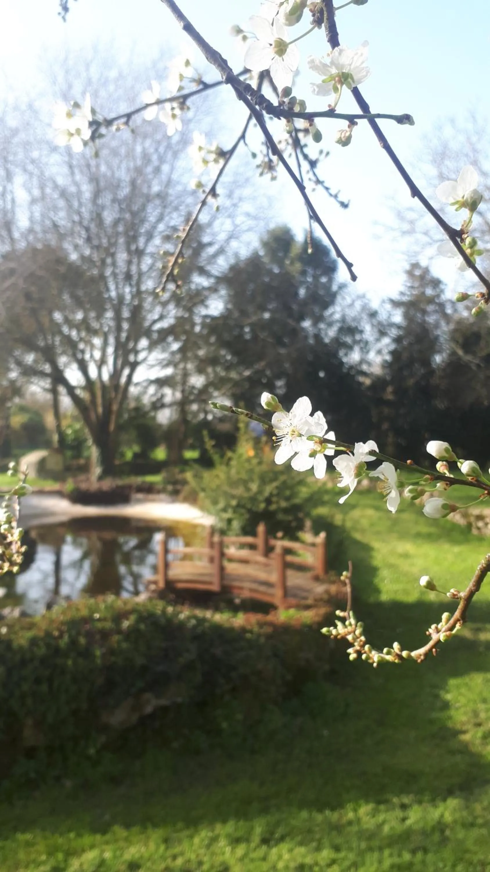 Garden in Chambres d'hôtes La Frise