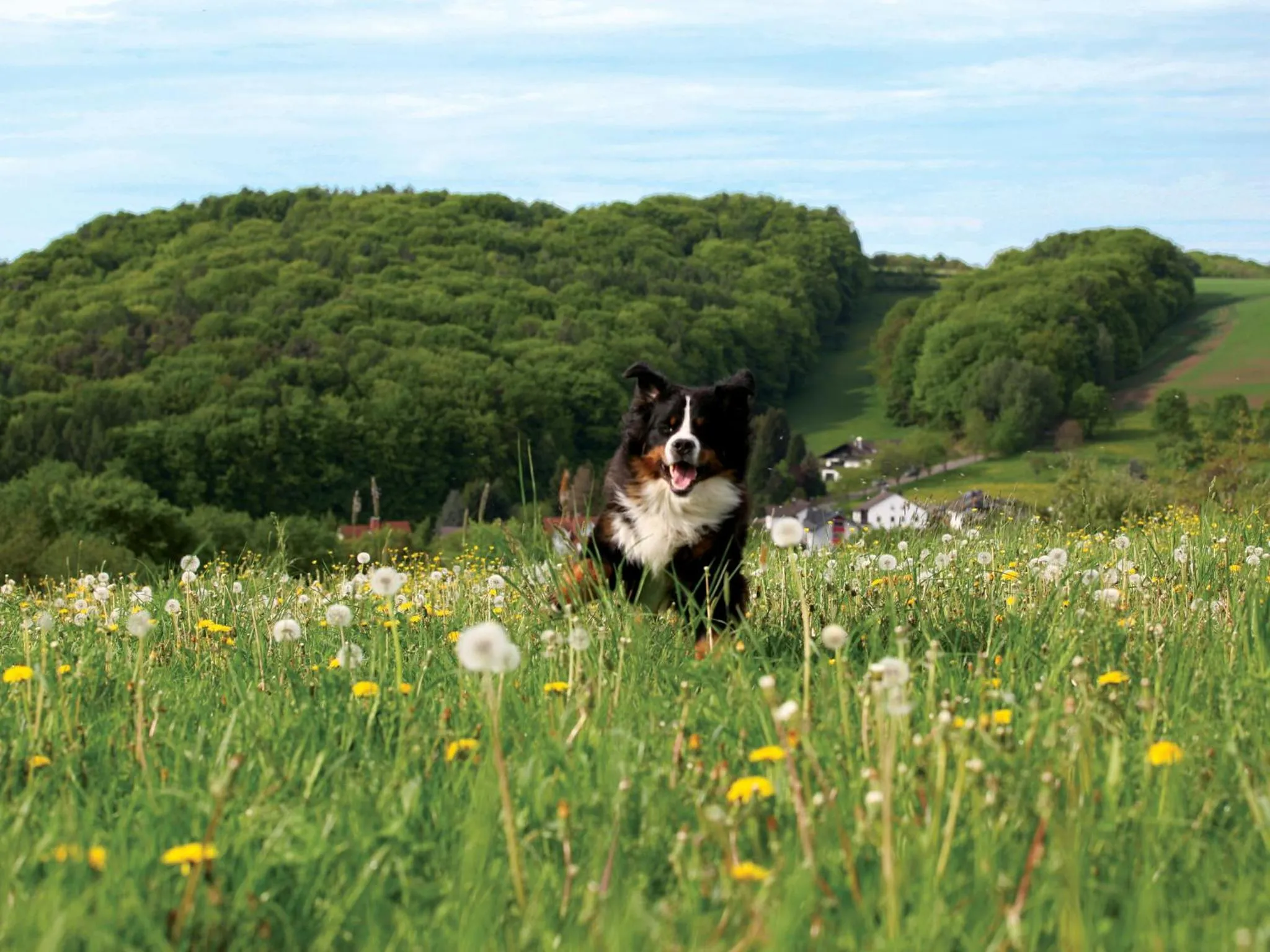 Pets in Landhotel Windlicht