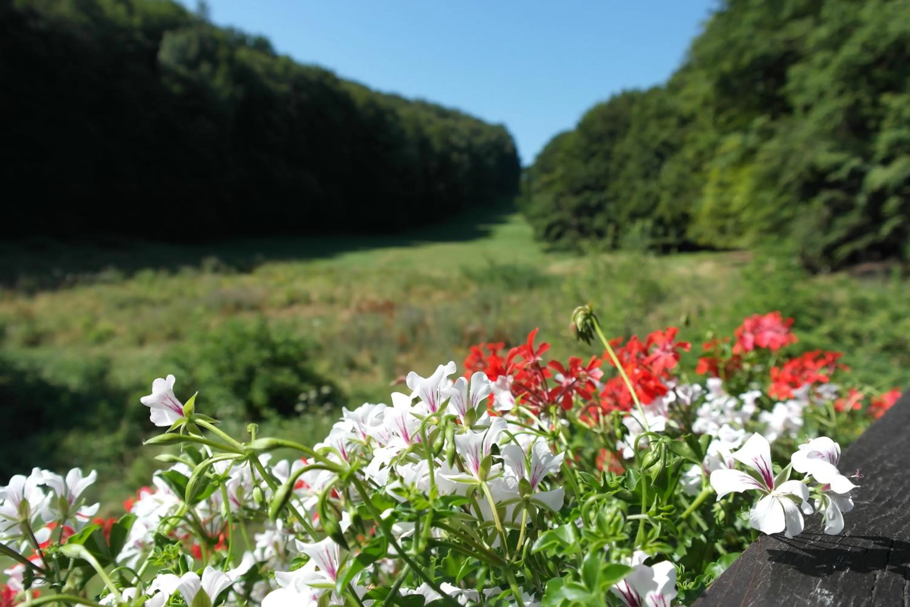 Mountain view in Landhotel Windlicht