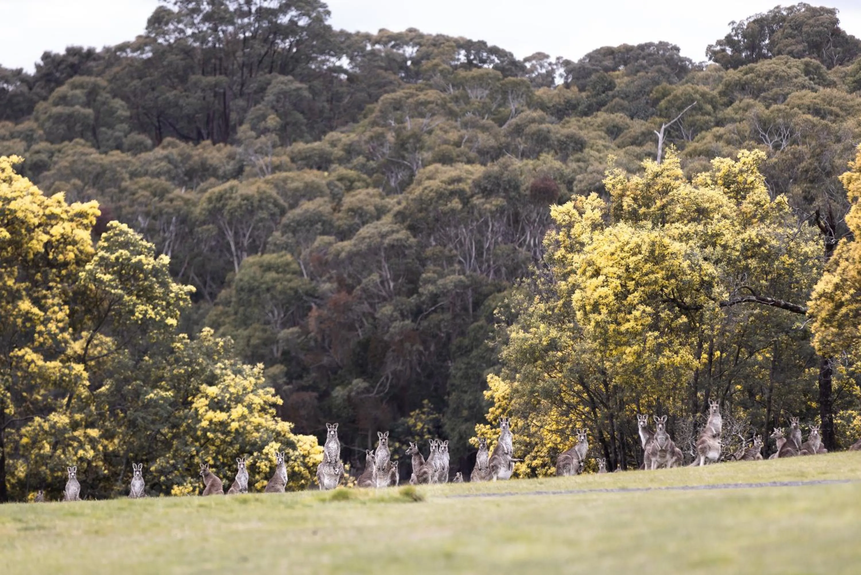 Animals in Hanging Rock Views
