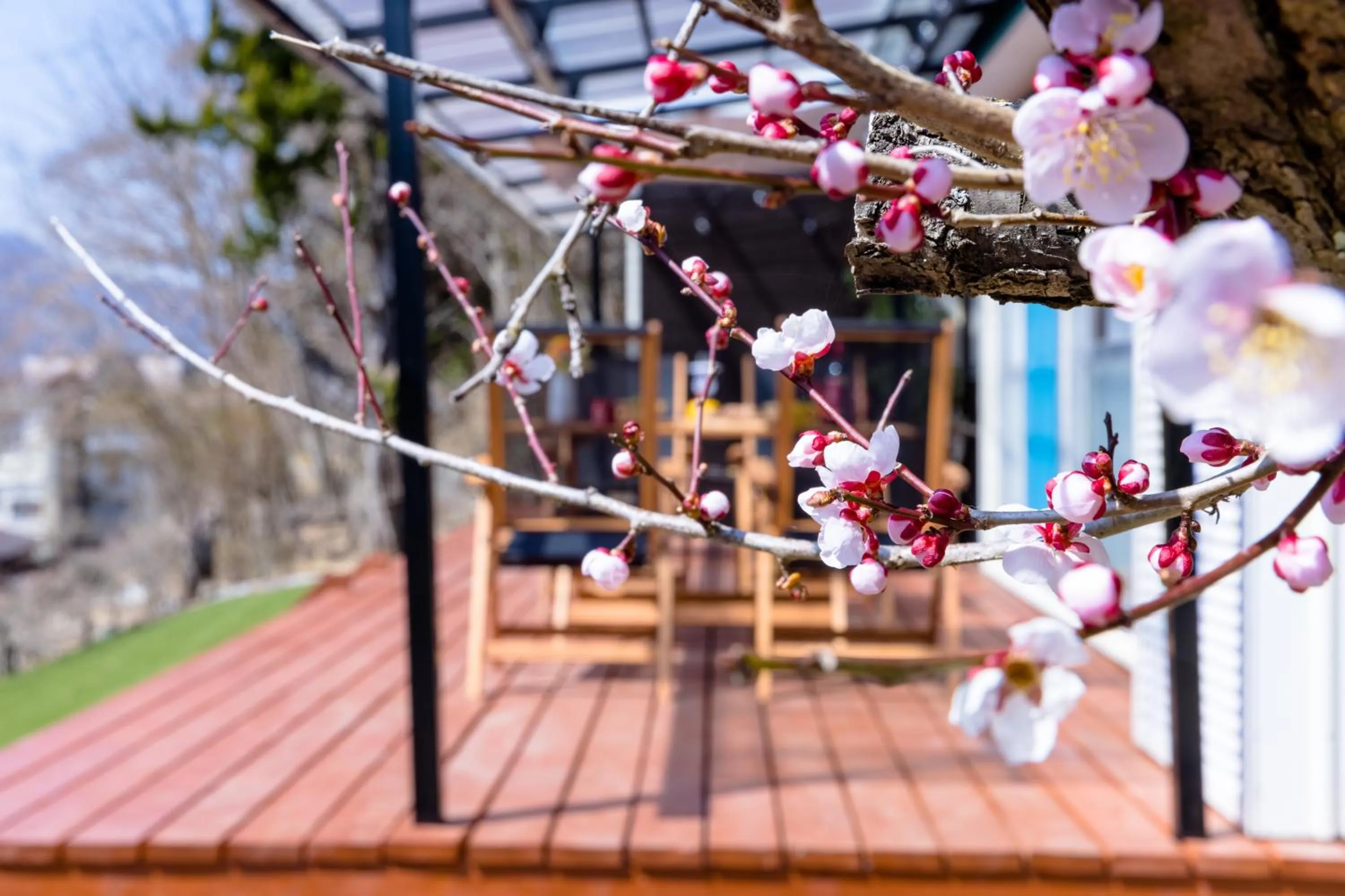 Spring in KoKo Terrace Fuji