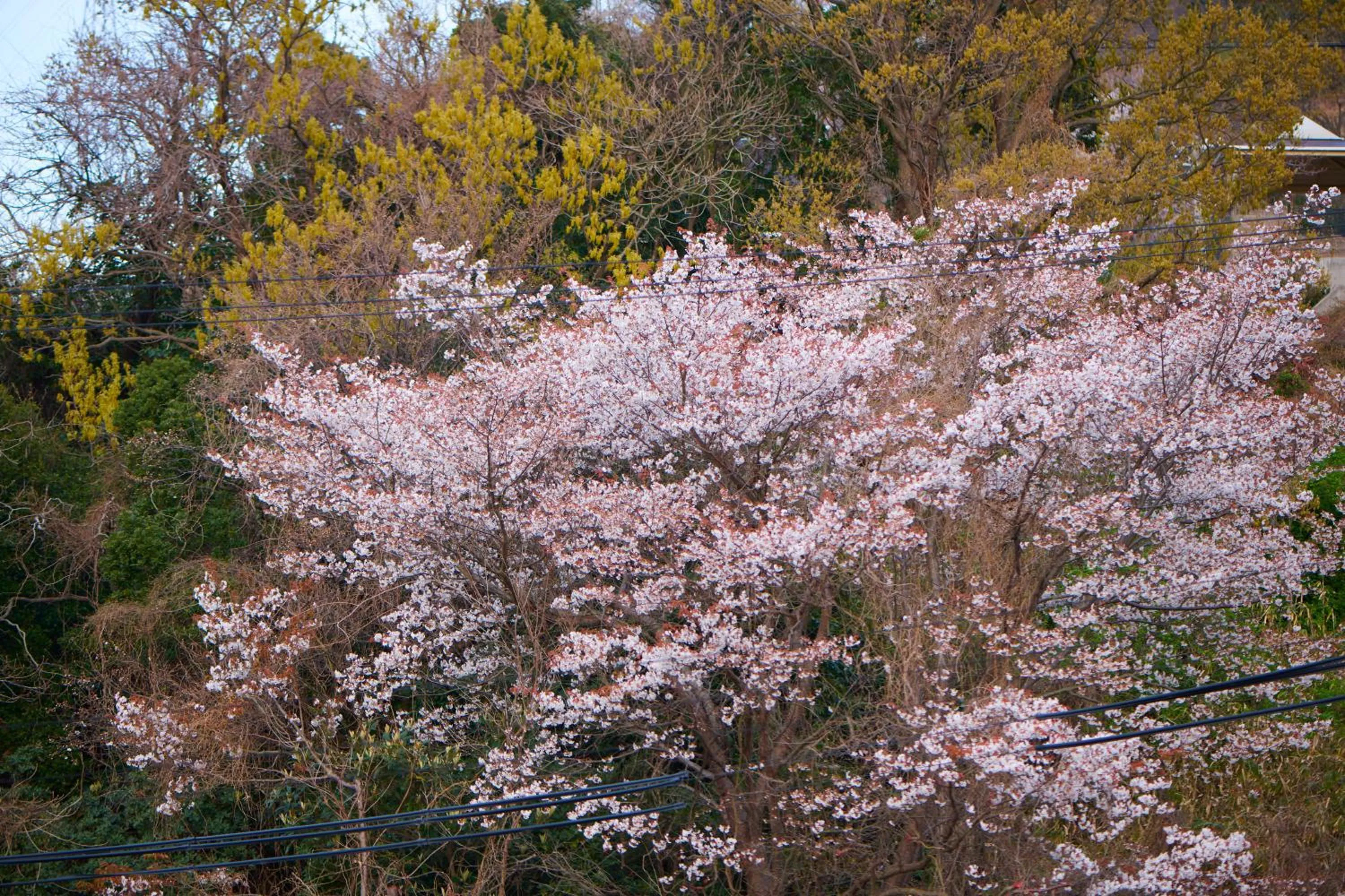 Awaji Aquamarine Resort #1 BBQ OK! - Self Check-In Only