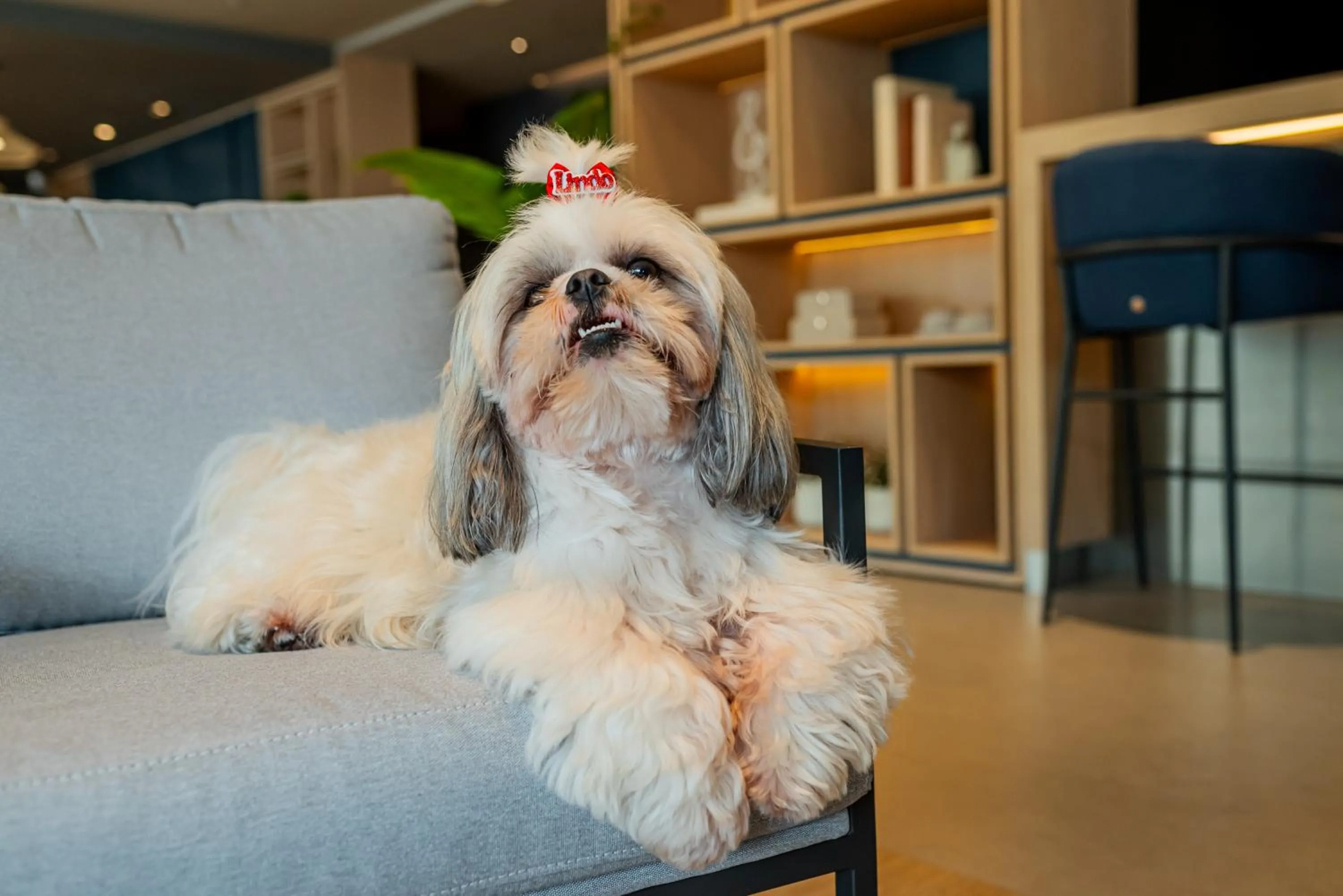 Pets in Ibis Florianopolis