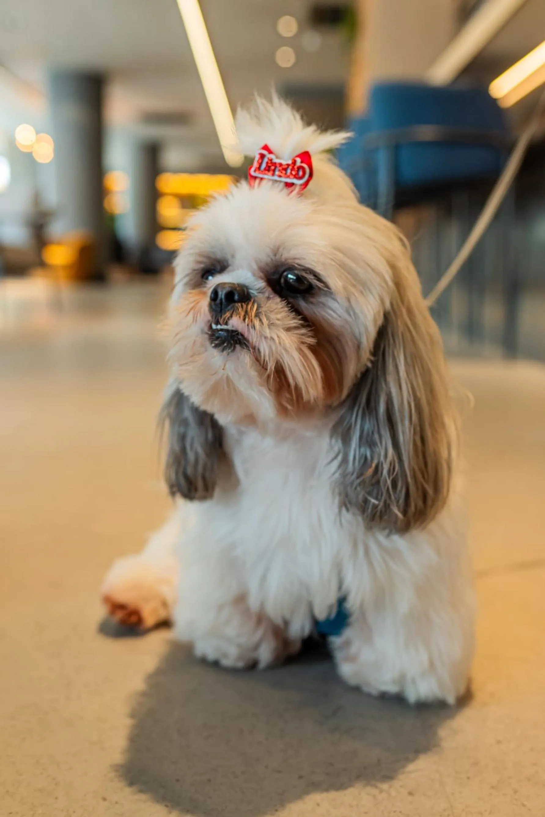 Pets in Ibis Florianopolis