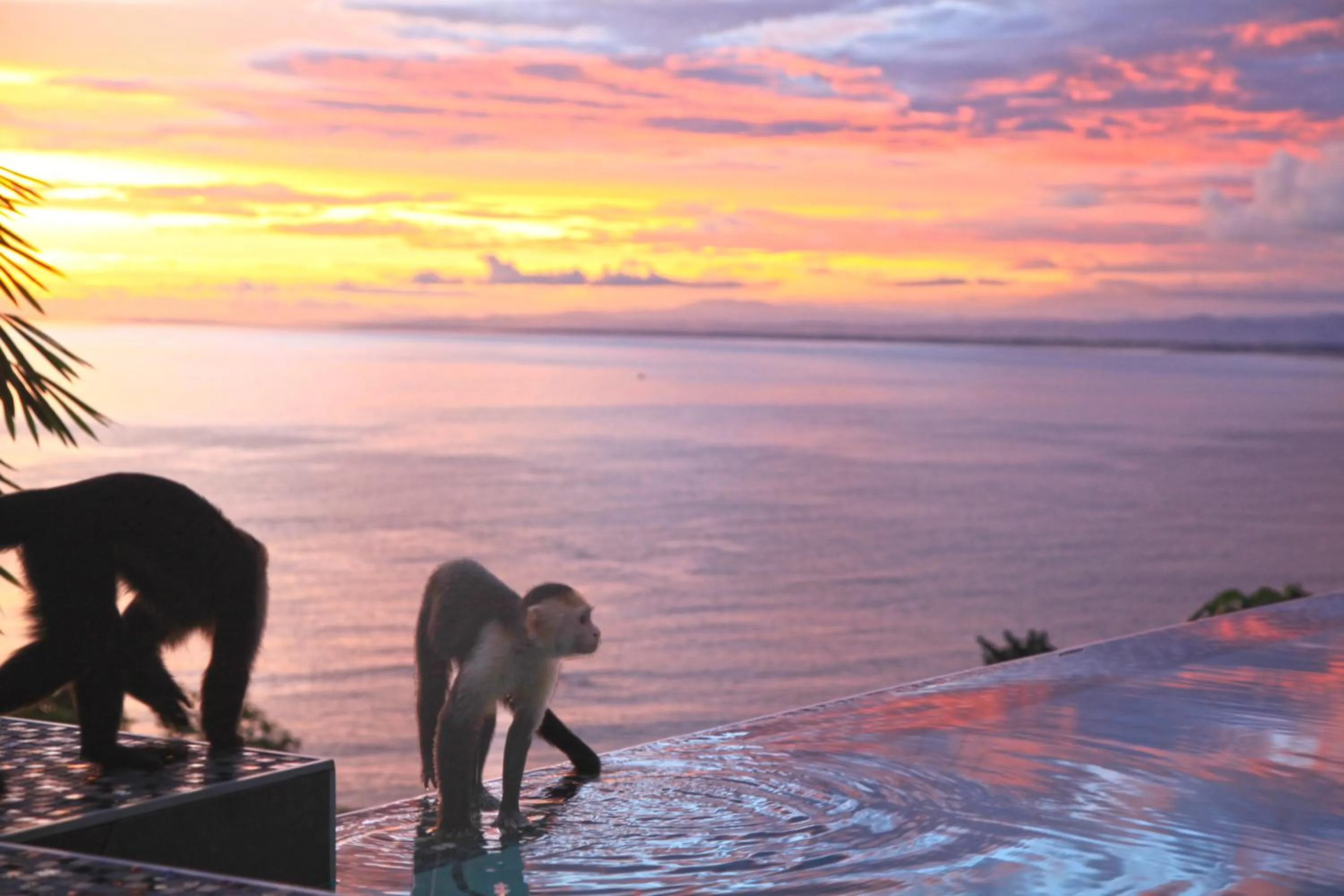 Animals in Makanda by The Sea Hotel Adults Only