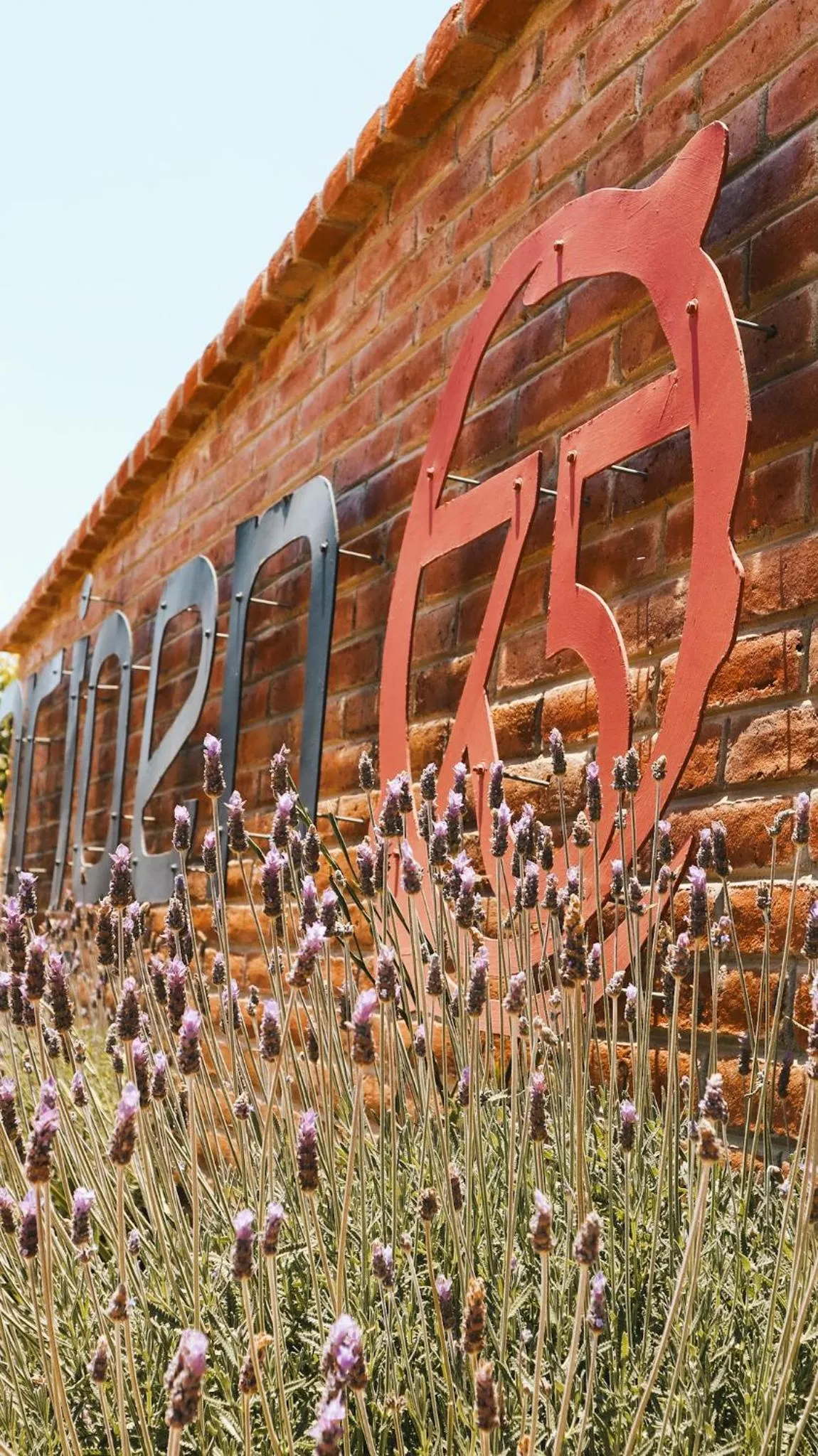 Day in Origen75 Loft - Villas - Skypool - Viñedo, Valle de Guadalupe