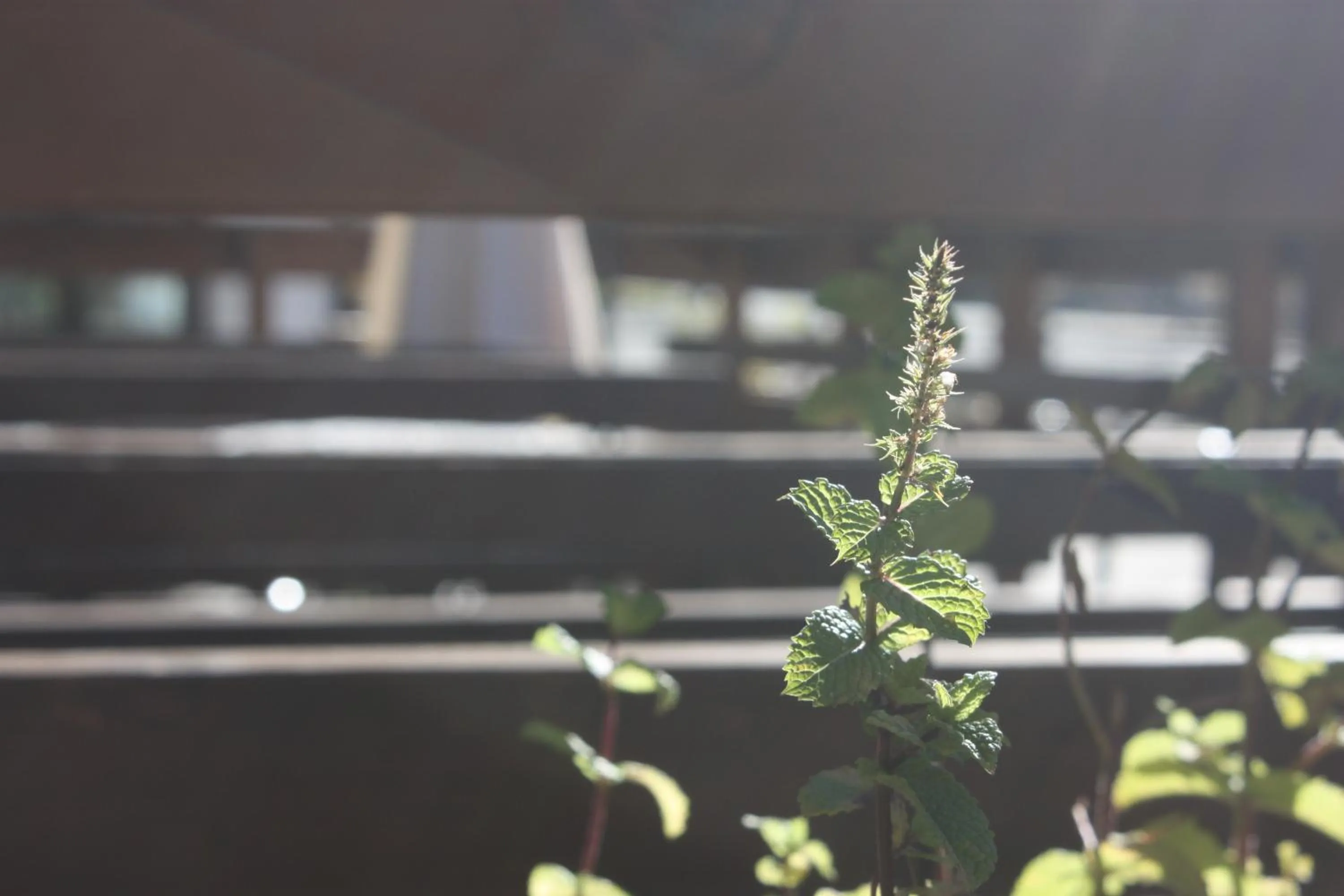Decorative detail in Olympic Mountains