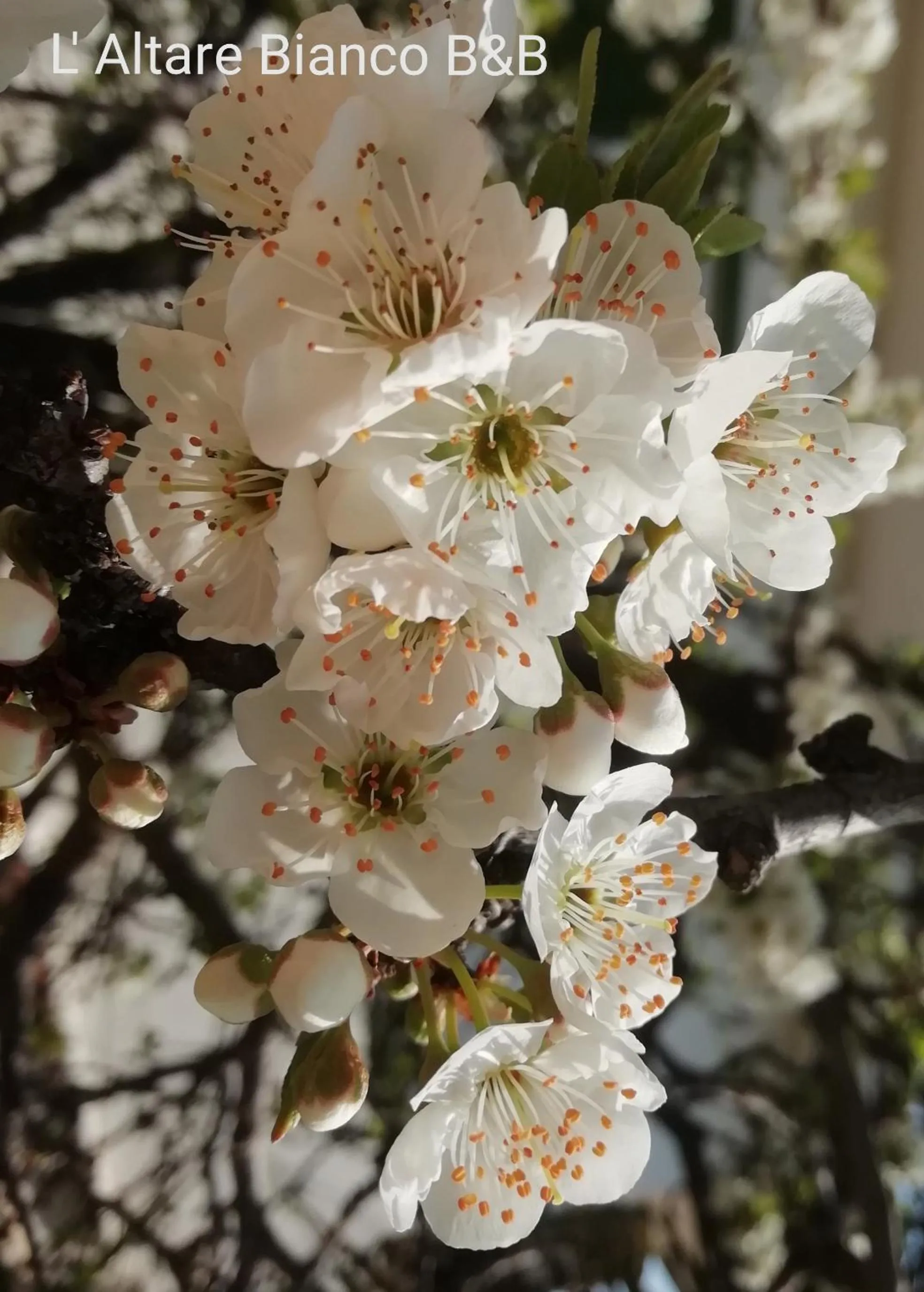 B&B L'Altare Bianco
