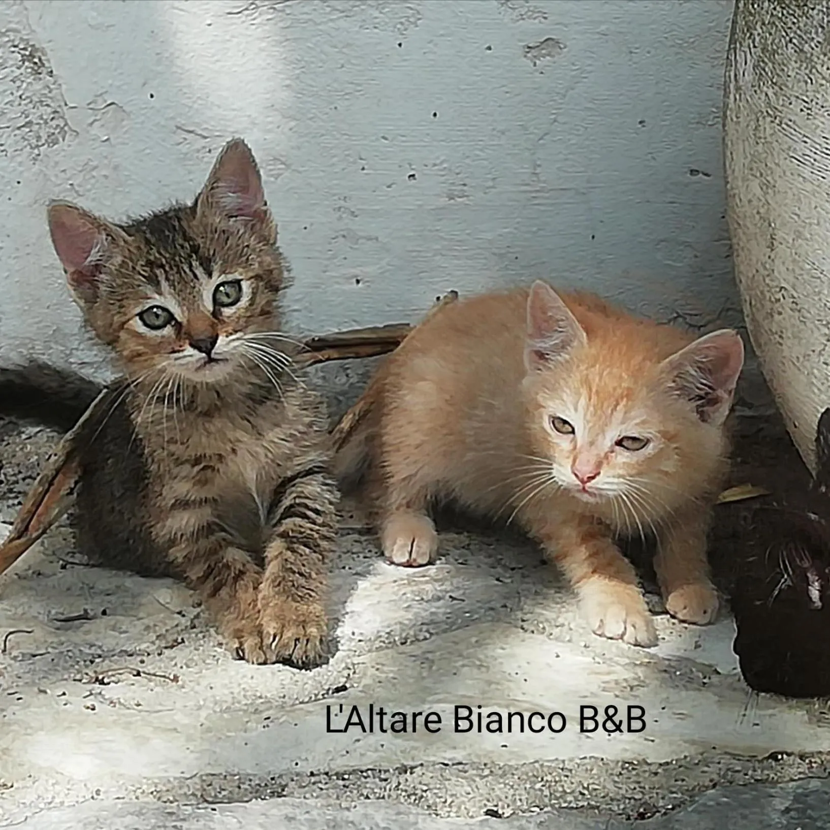 Pets in B&B L'Altare Bianco