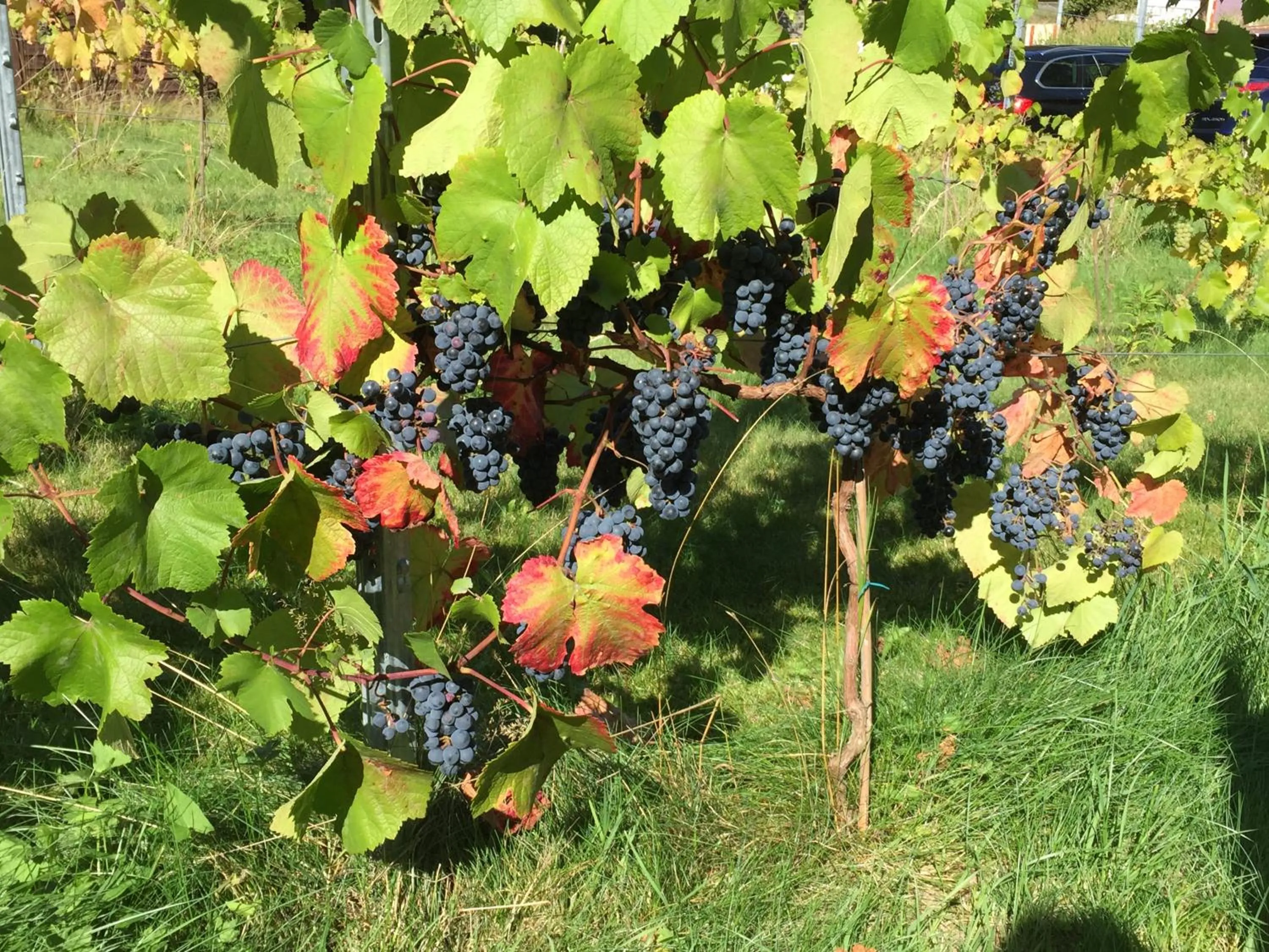 Wein-Hotel Auberge Mistral