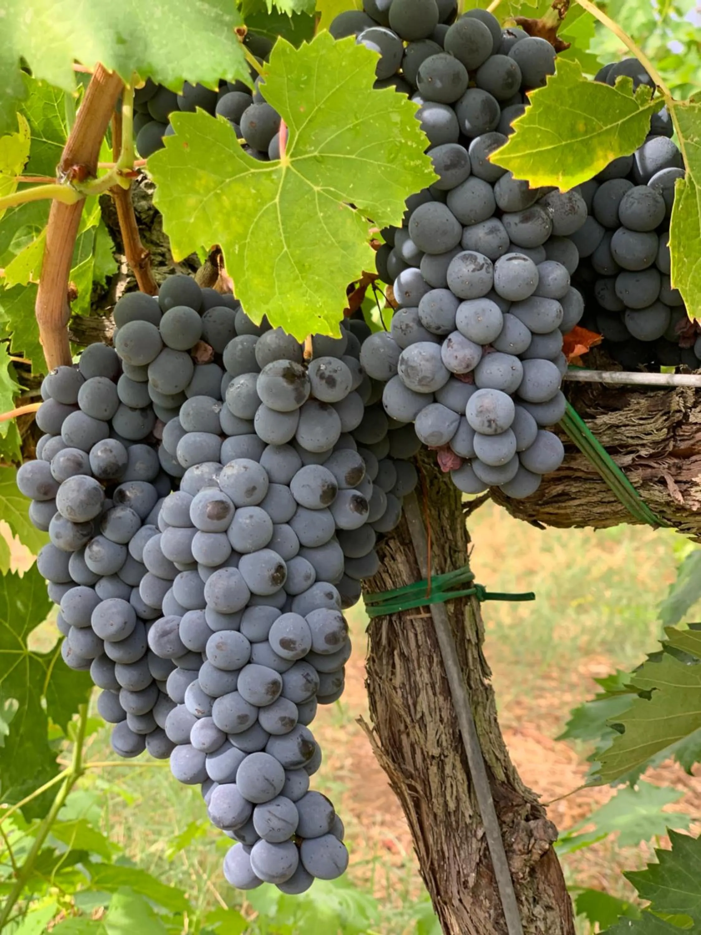 Day in Collina dei Poeti