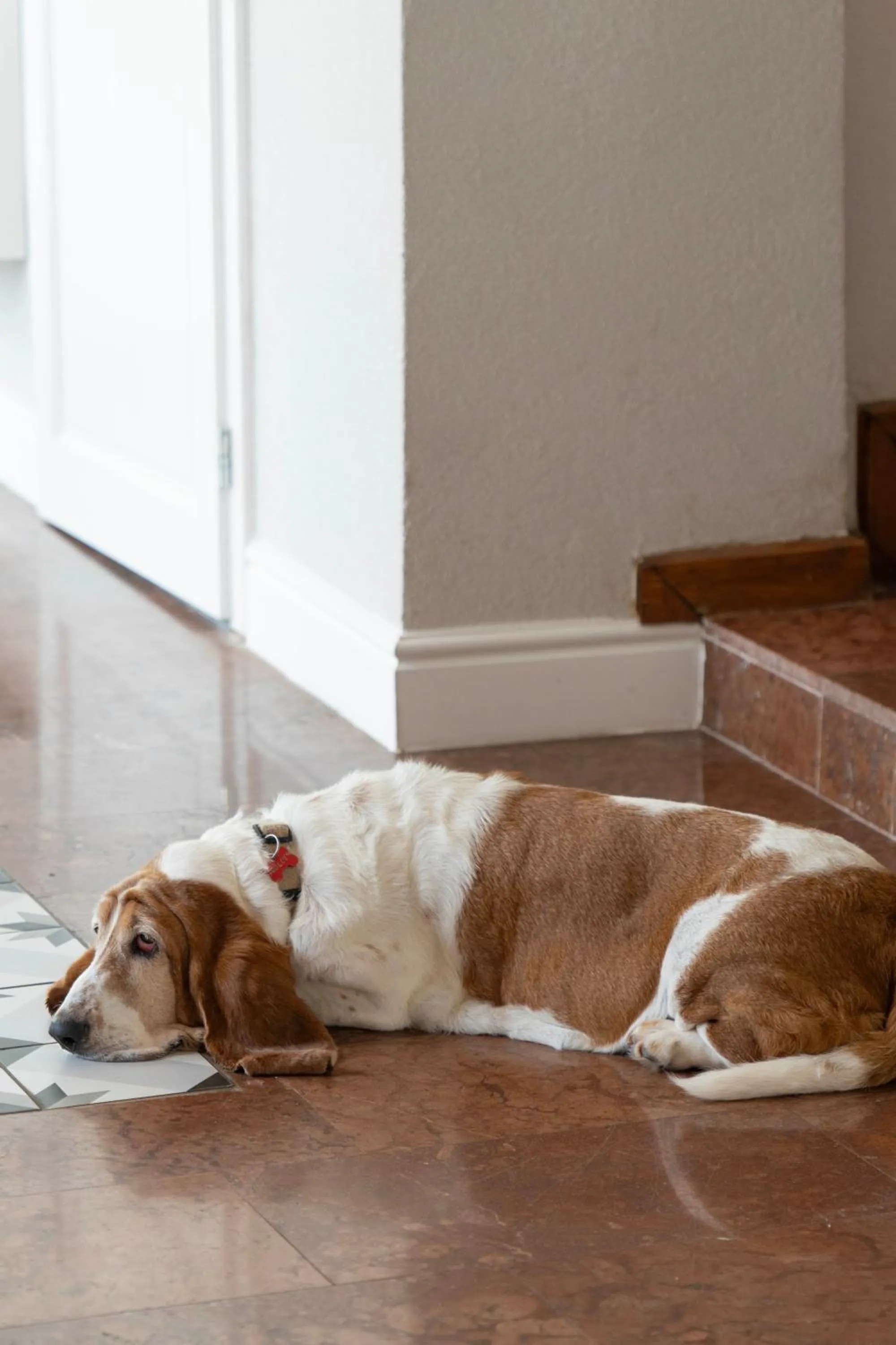 Pets in 1552 Boutique Hotel