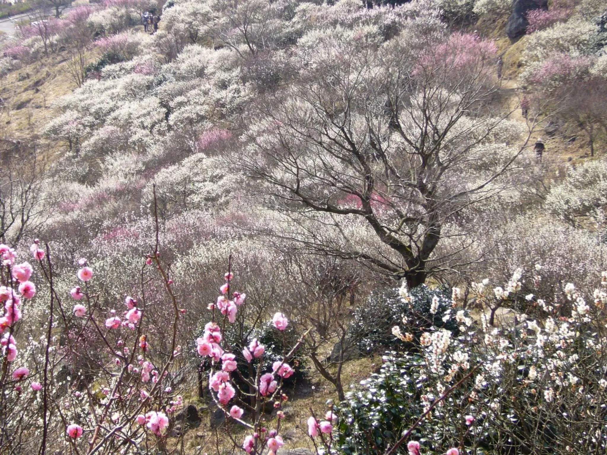Nearby landmark in Hotel Resorpia Atami
