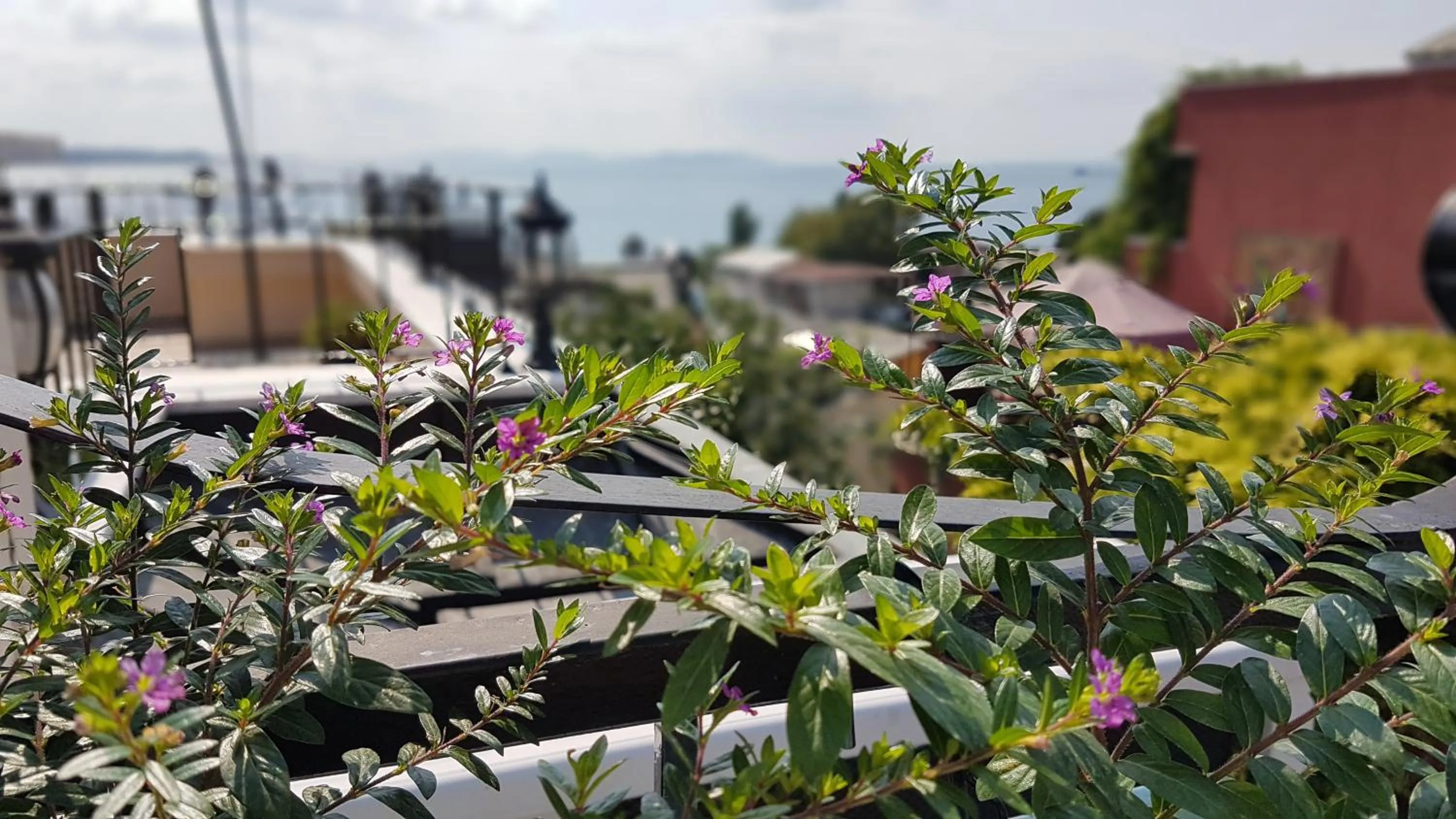 Balcony/Terrace in Hotel Peninsula