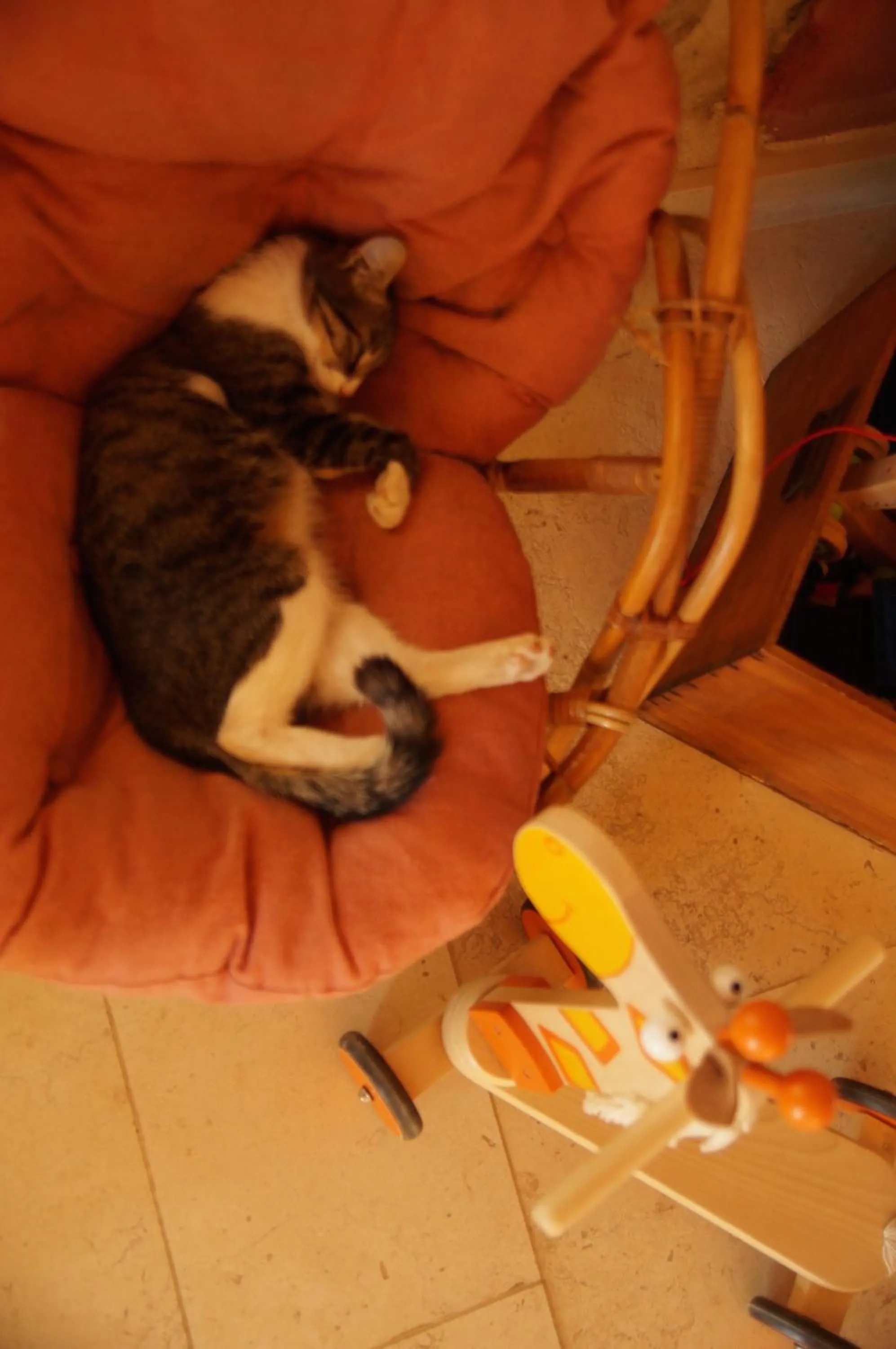 Pets in Le Grand Noë