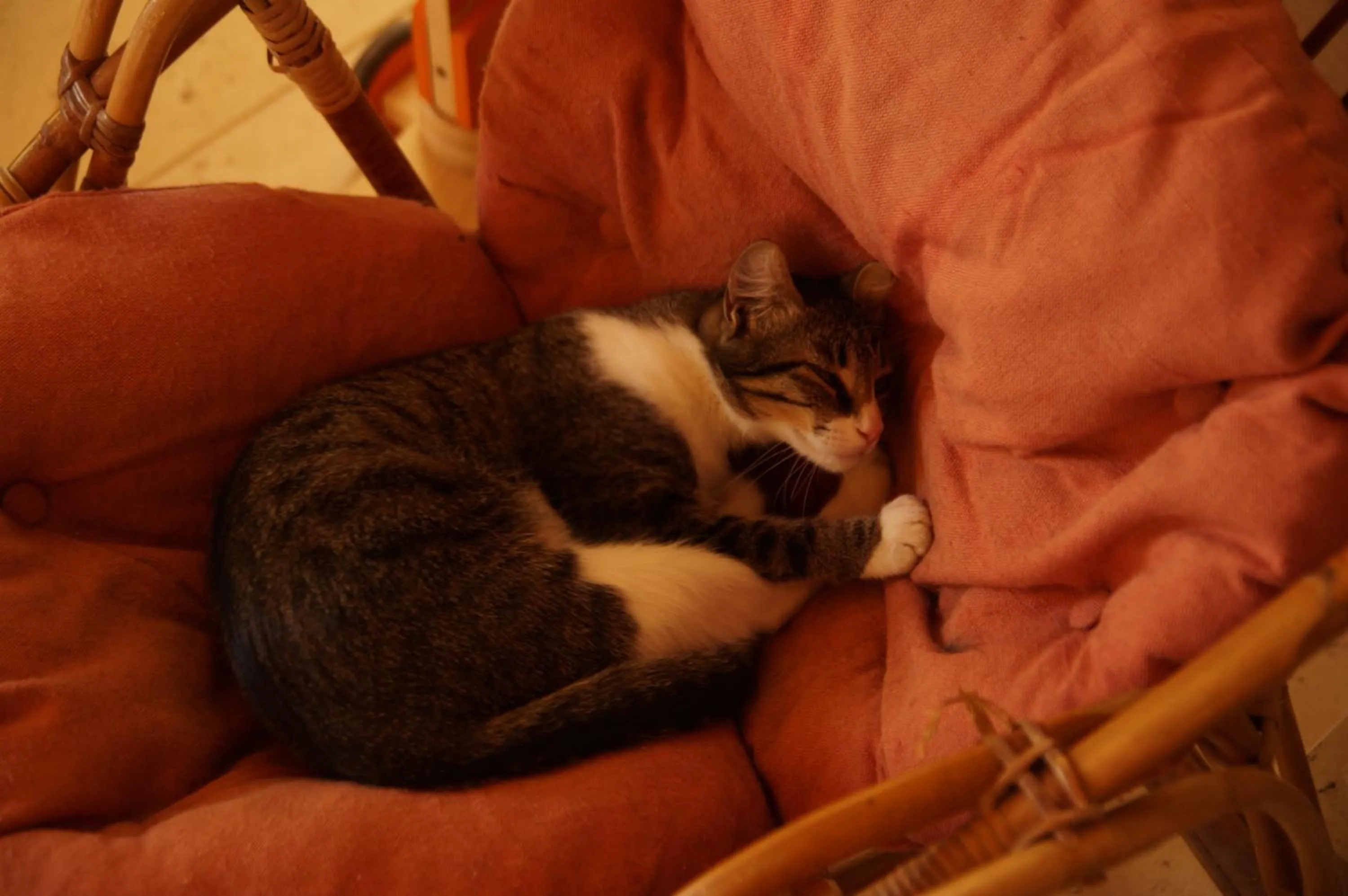 Pets in Le Grand Noë