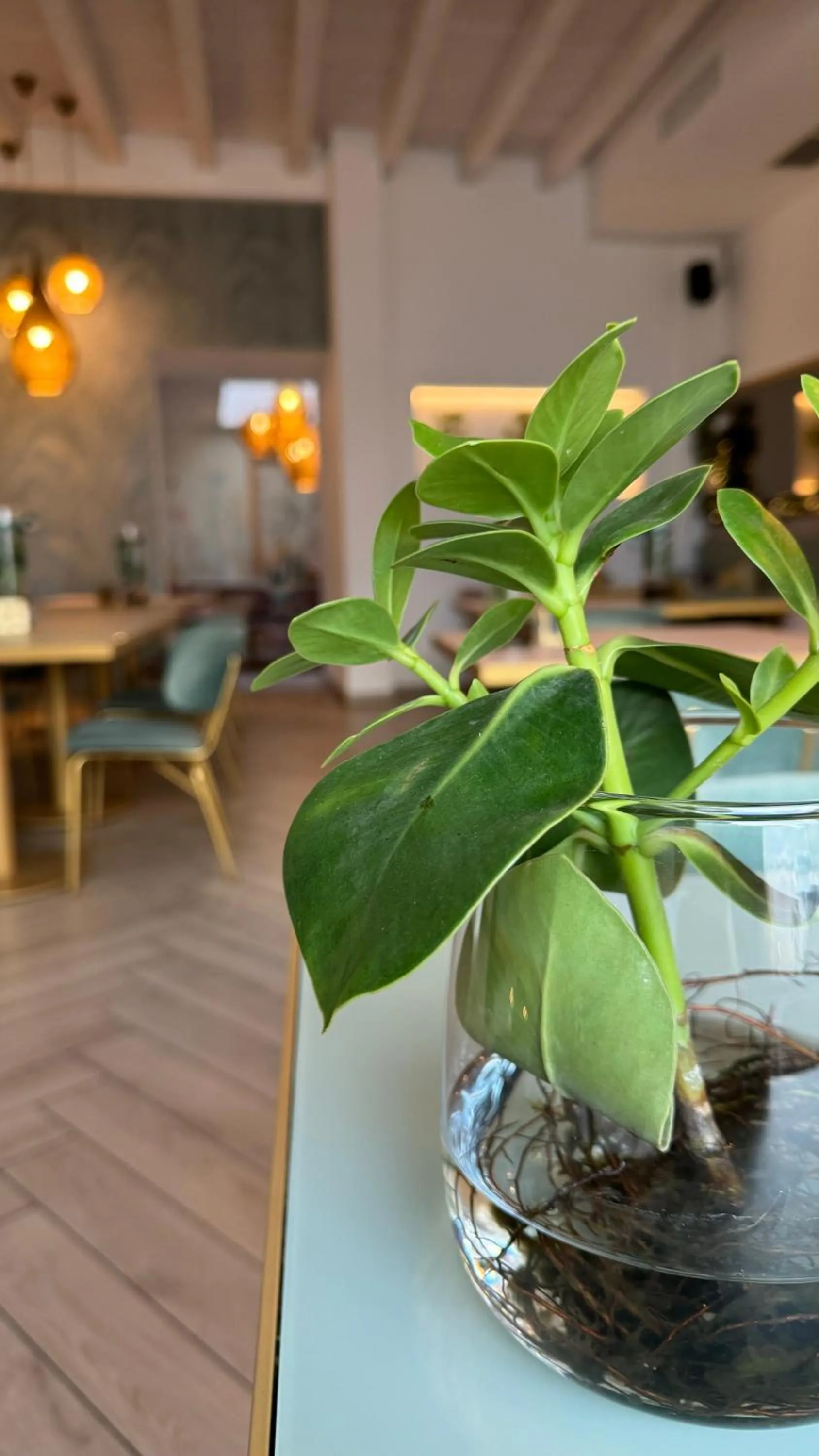 Restaurant/places to eat in LUXURY SUITES ROCOPOM - Lake Front