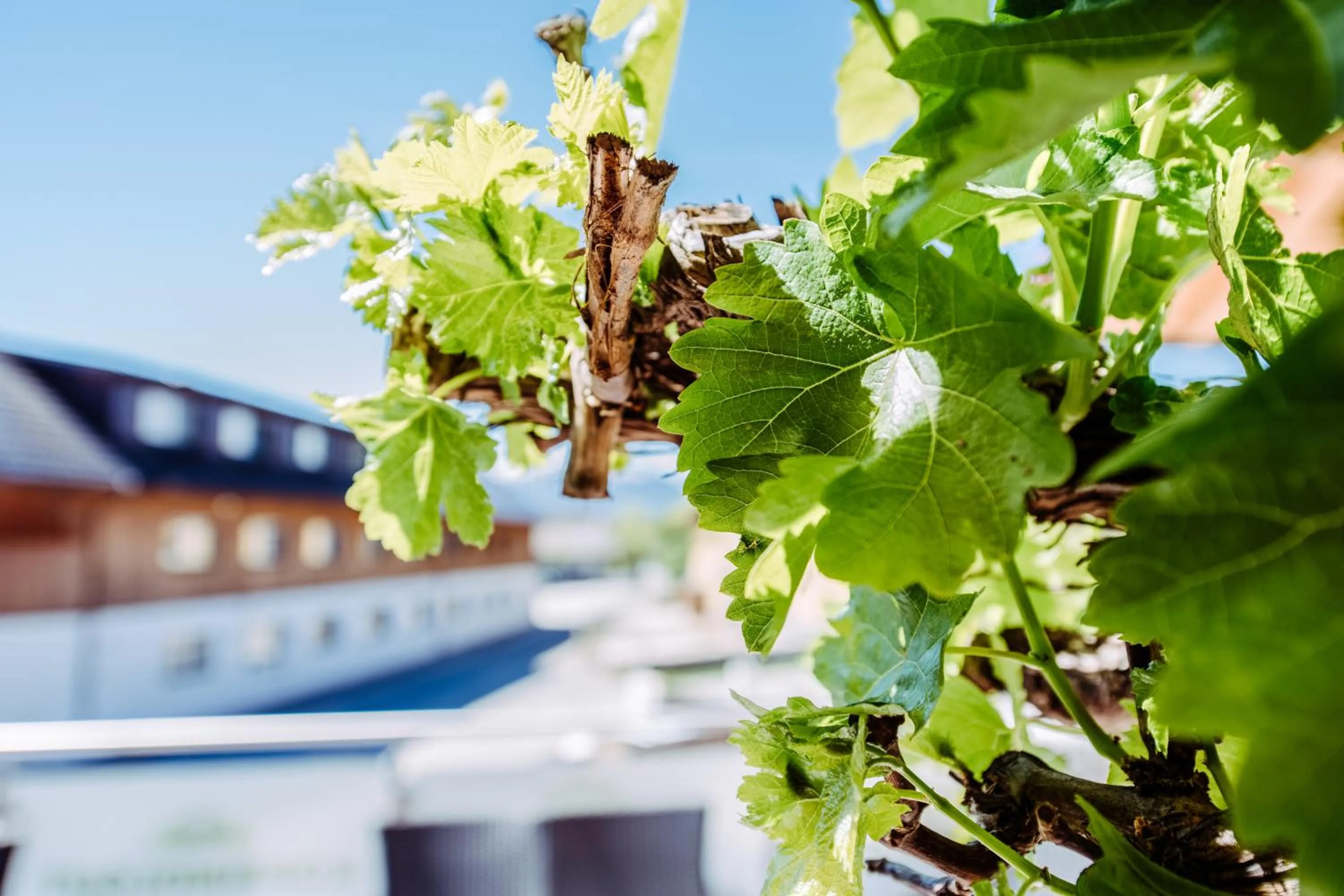 Kopeindlgut Apartments