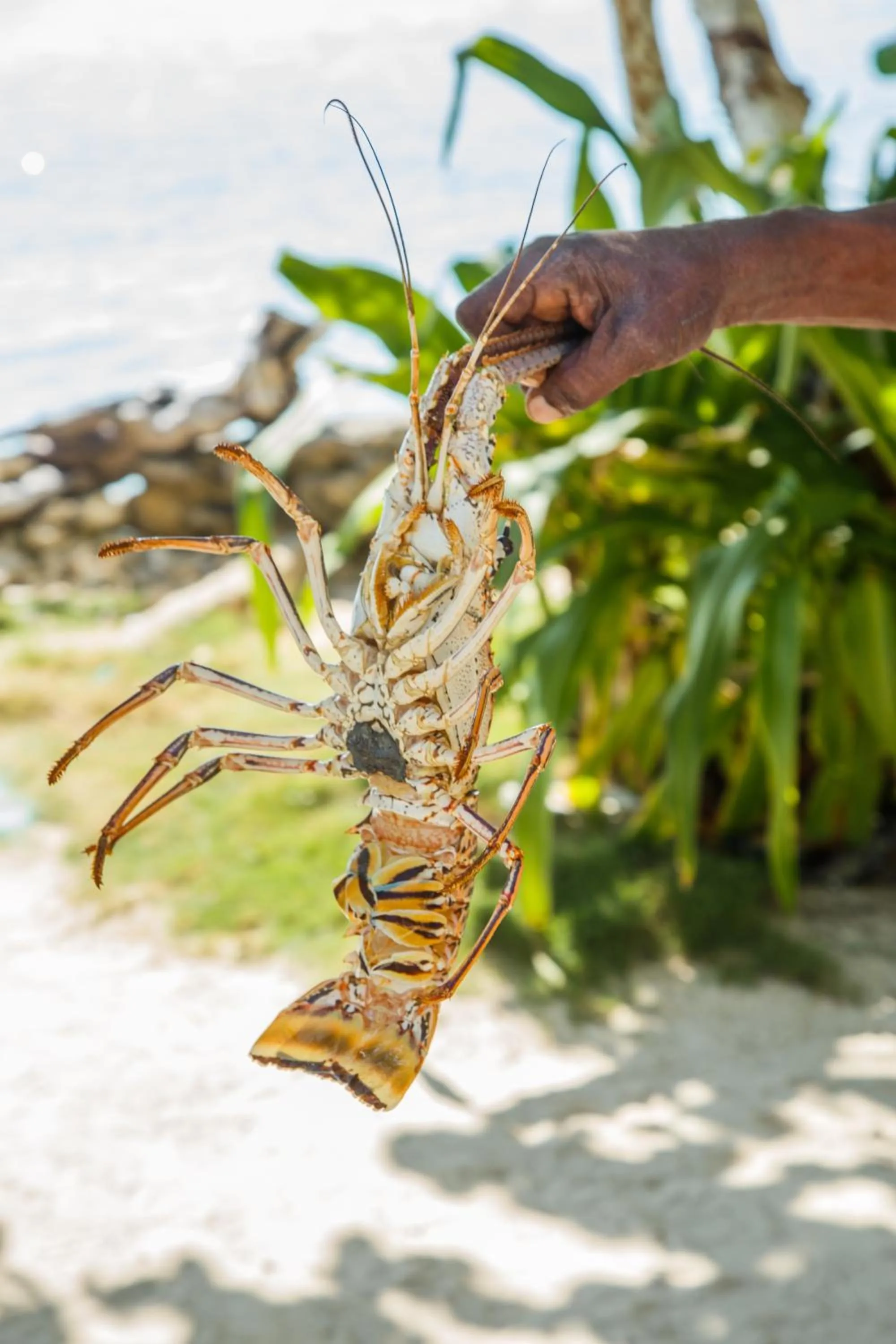 Natural landscape in Hotel Isla Del Pirata