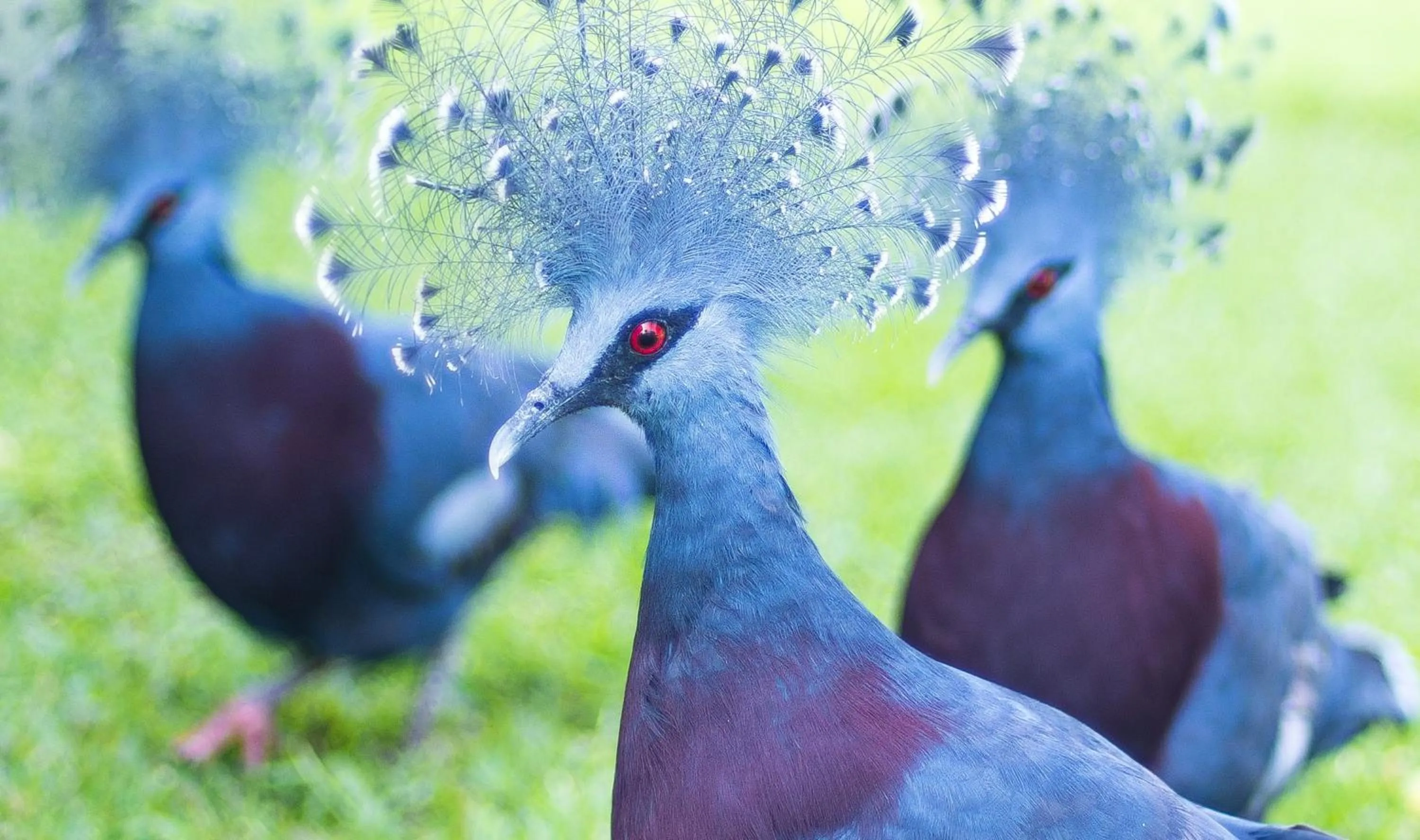 Animals in Madang Resort