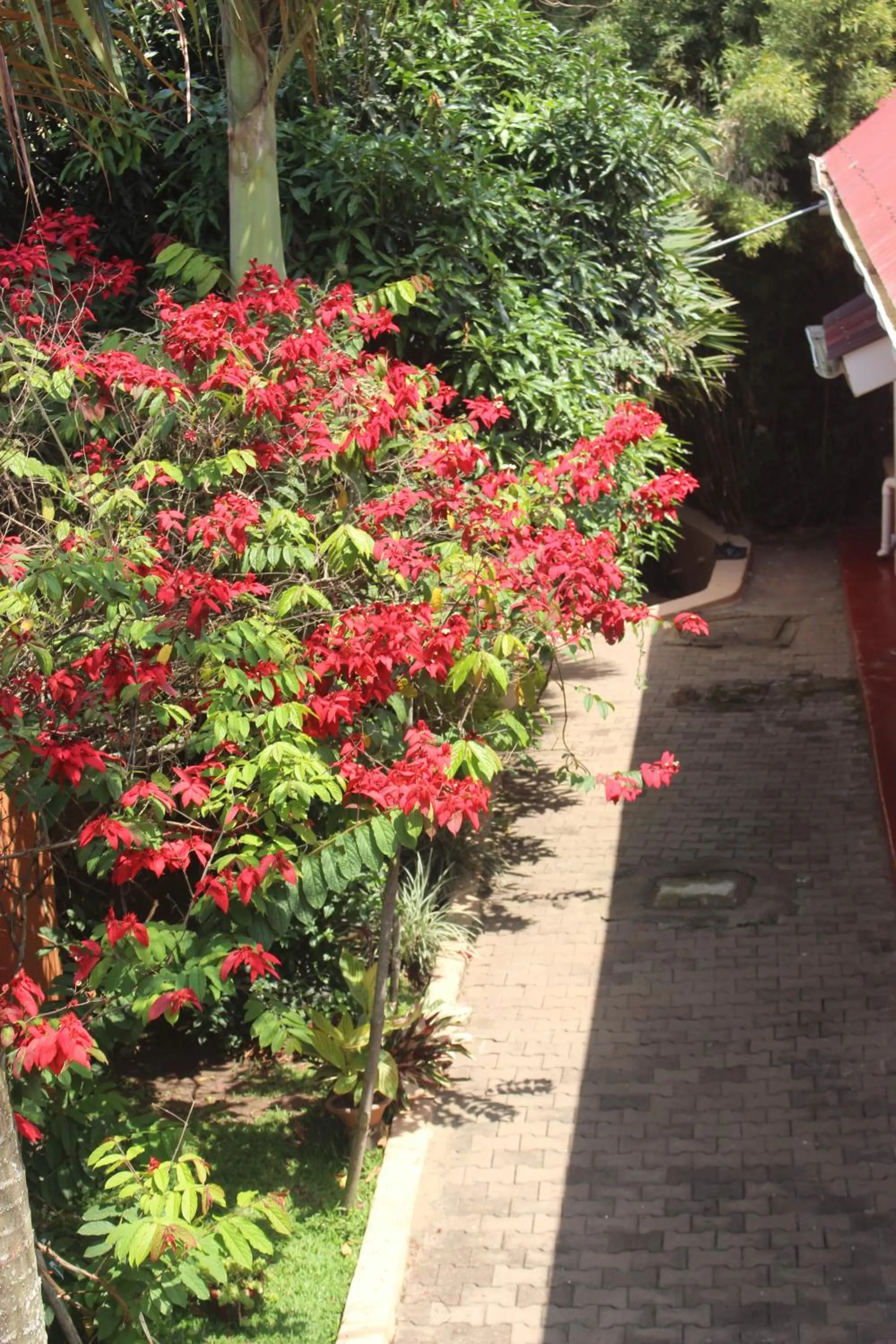 Garden view in Montane Safaris Hotel