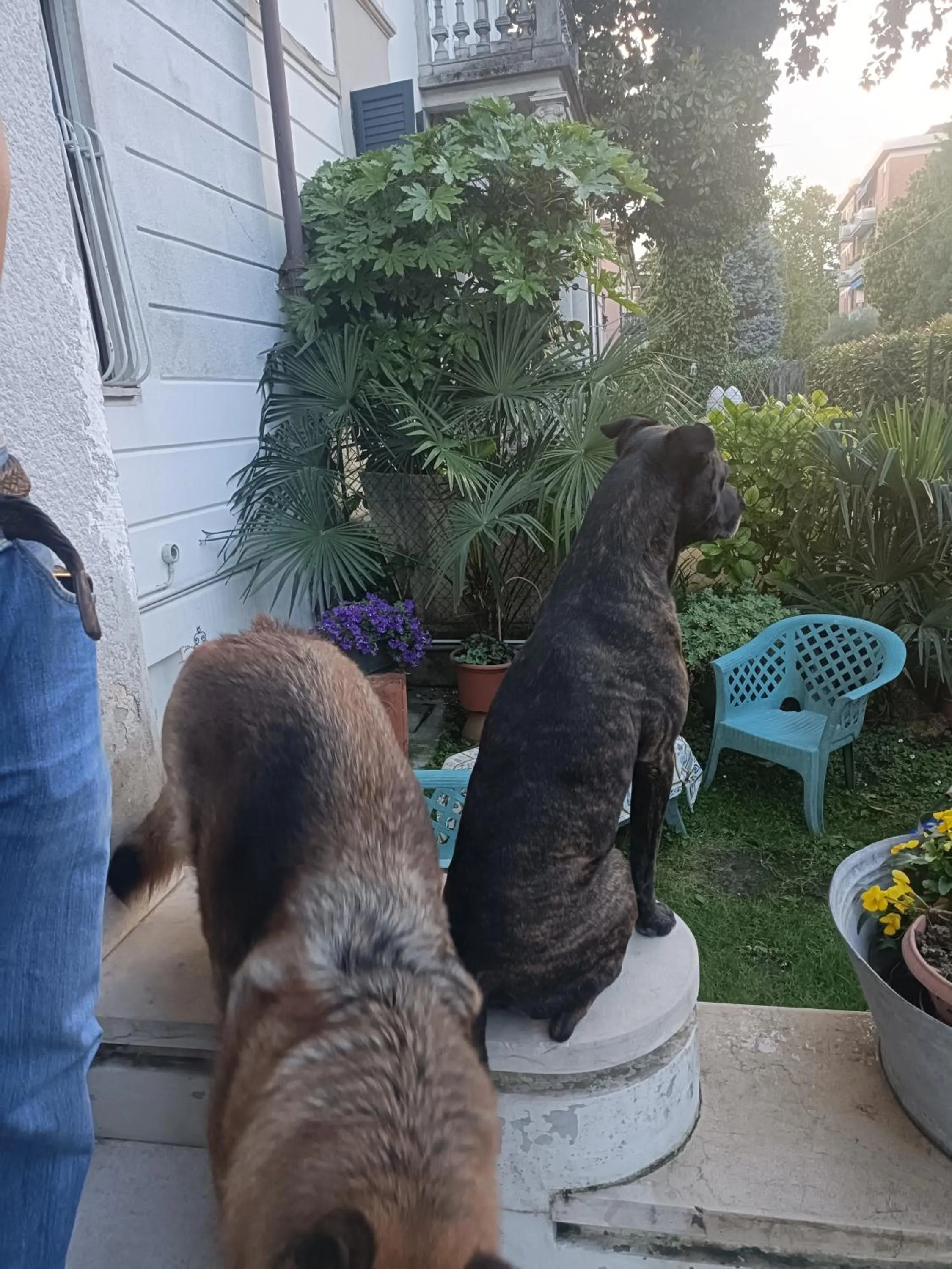 Garden in B&B Mavipagi