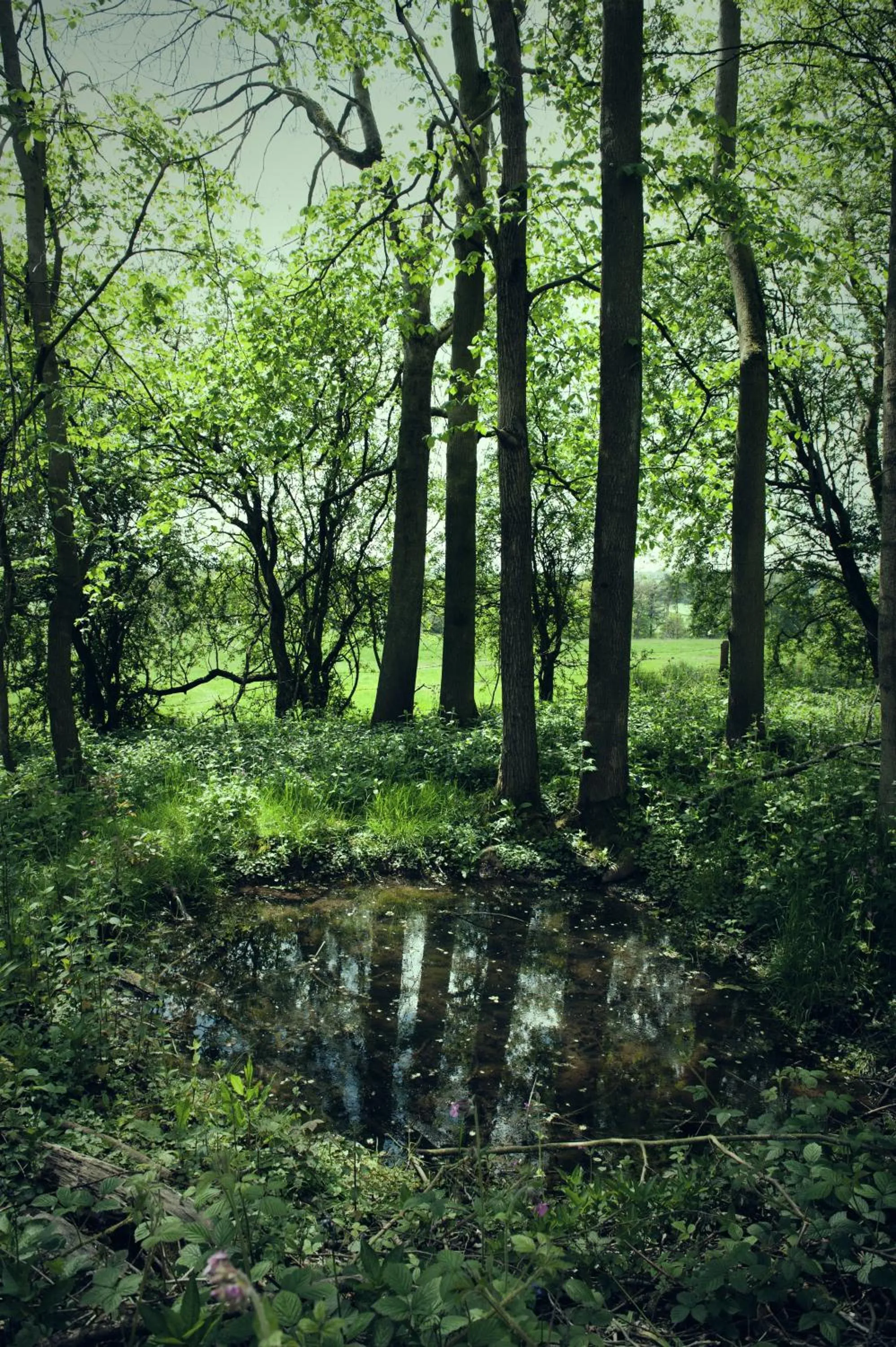 Natural landscape in Wildhive Callow Hall