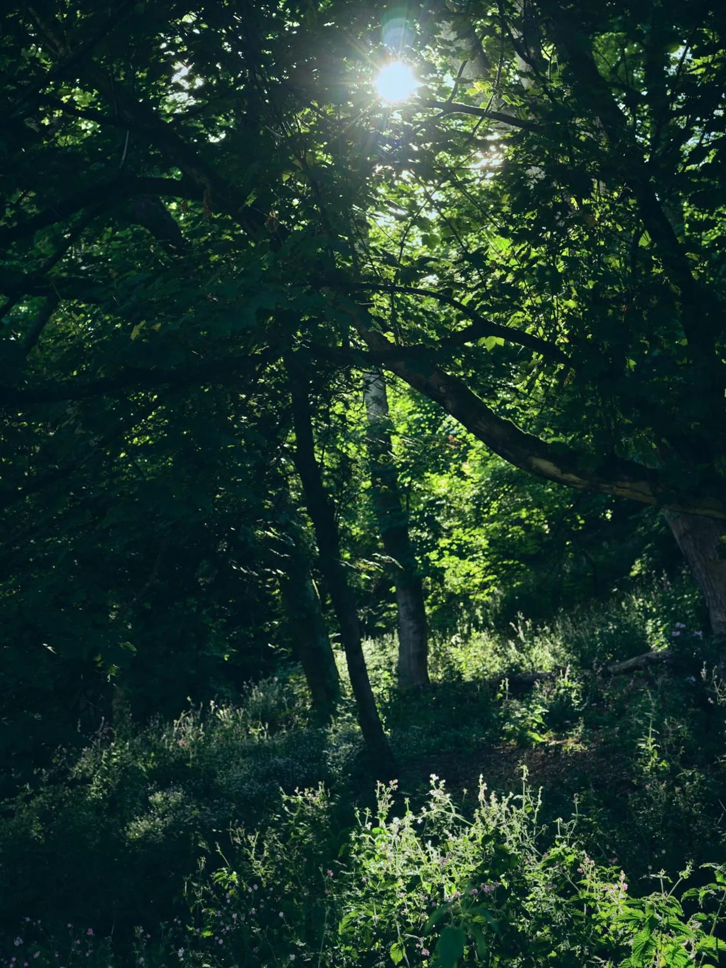 Natural landscape in Wildhive Callow Hall