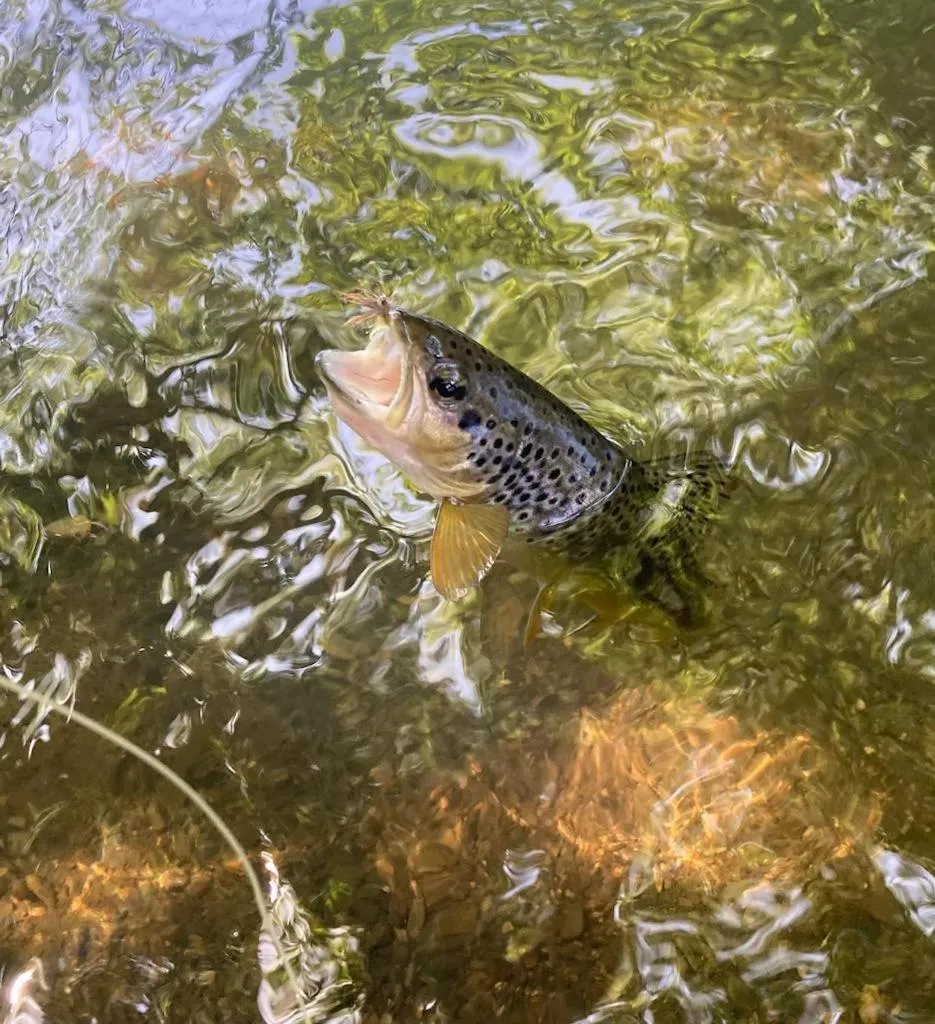 Fishing in The Arundell