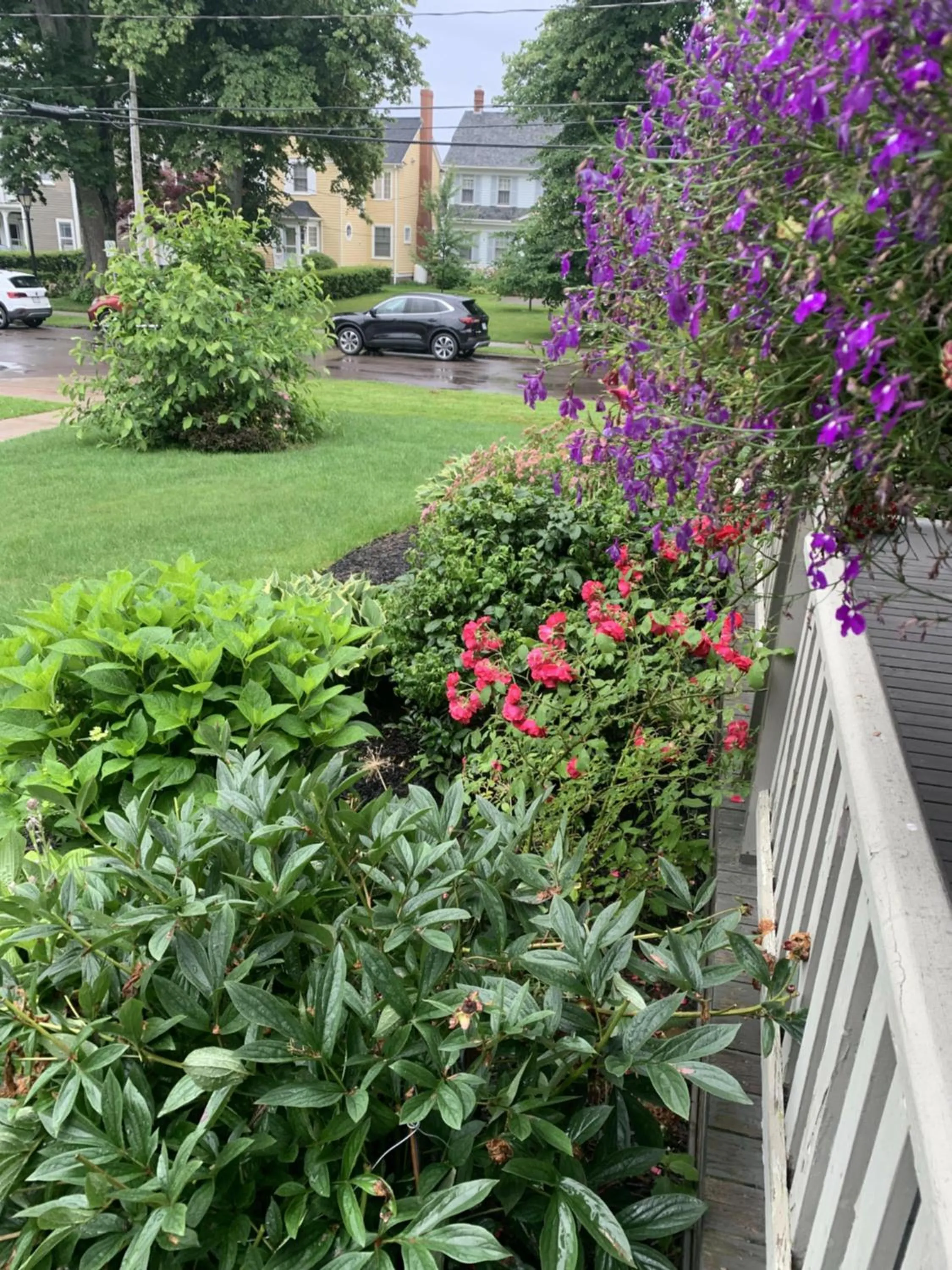 Garden view in No 1 Grafton Inn
