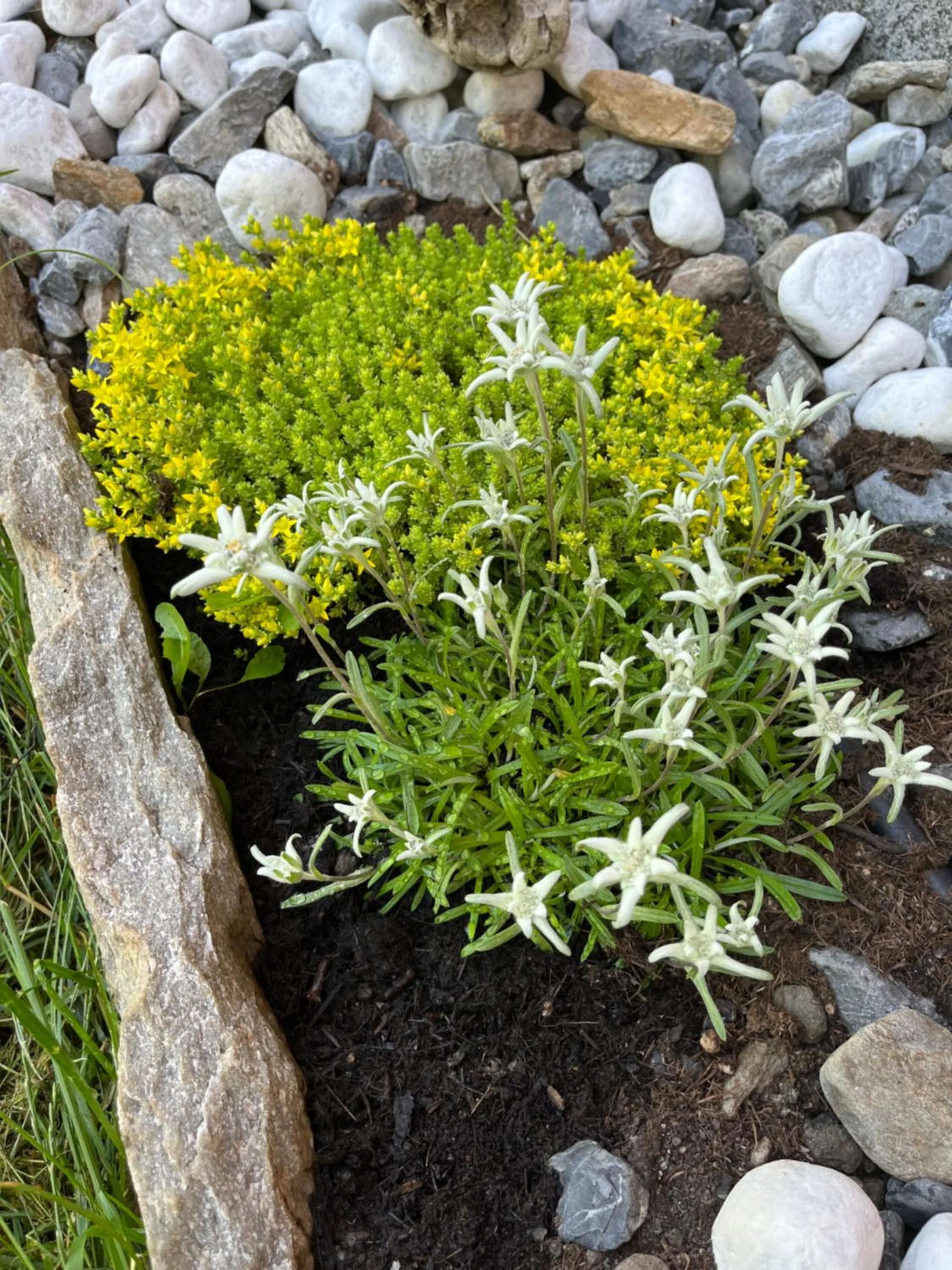 Garden in OpenSpace Livigno
