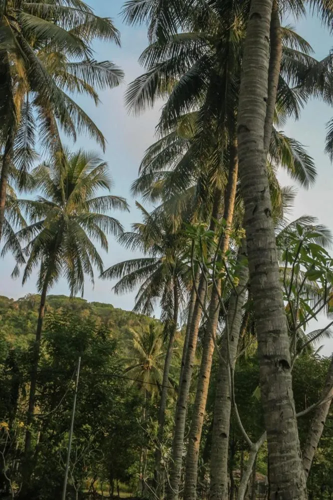 Natural landscape in Lendang Eco Lodge
