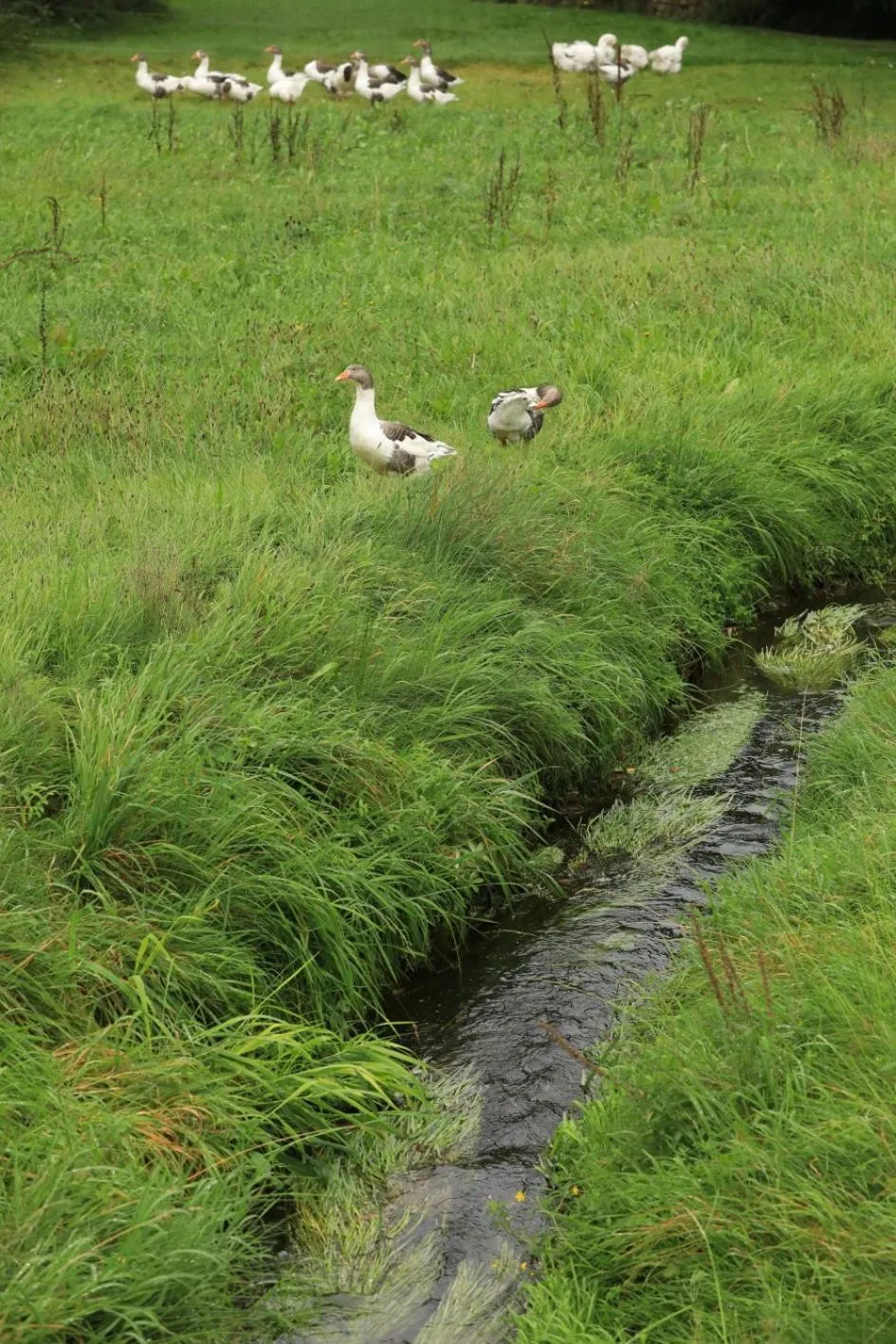 Staff in Landidyll Hotel Erbgericht Tautewalde