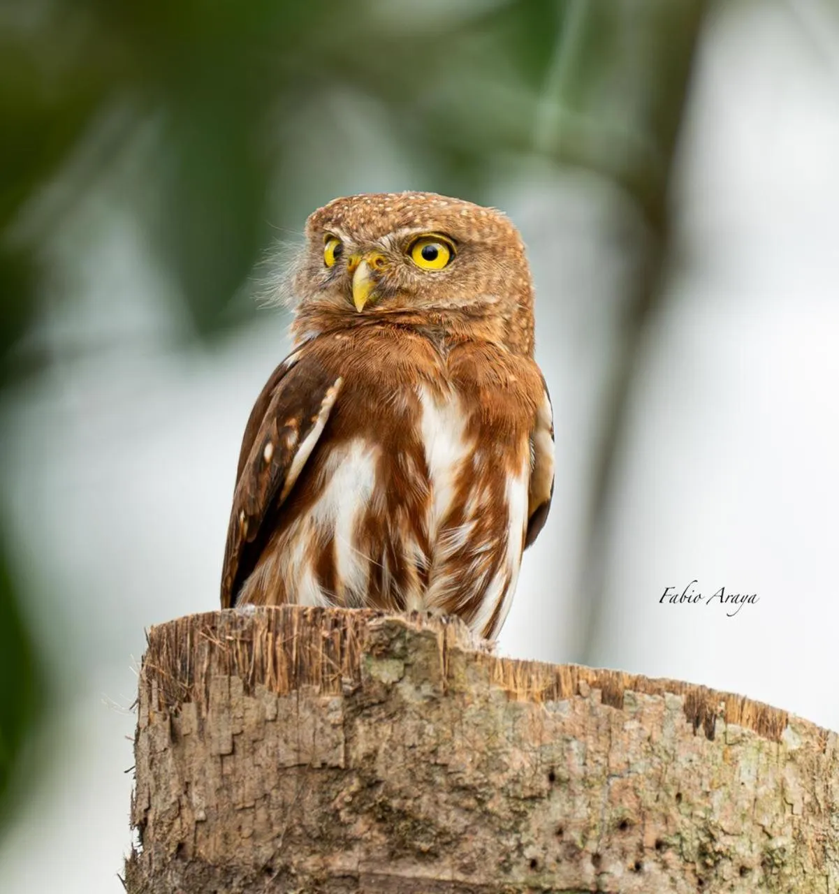 Birds & Breakfast Costa Rica