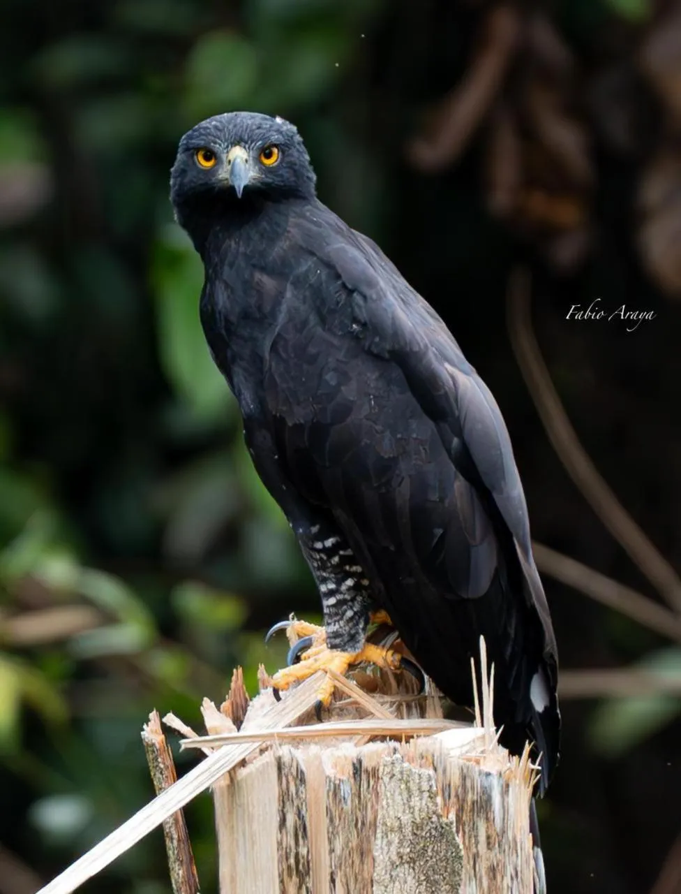 Birds & Breakfast Costa Rica