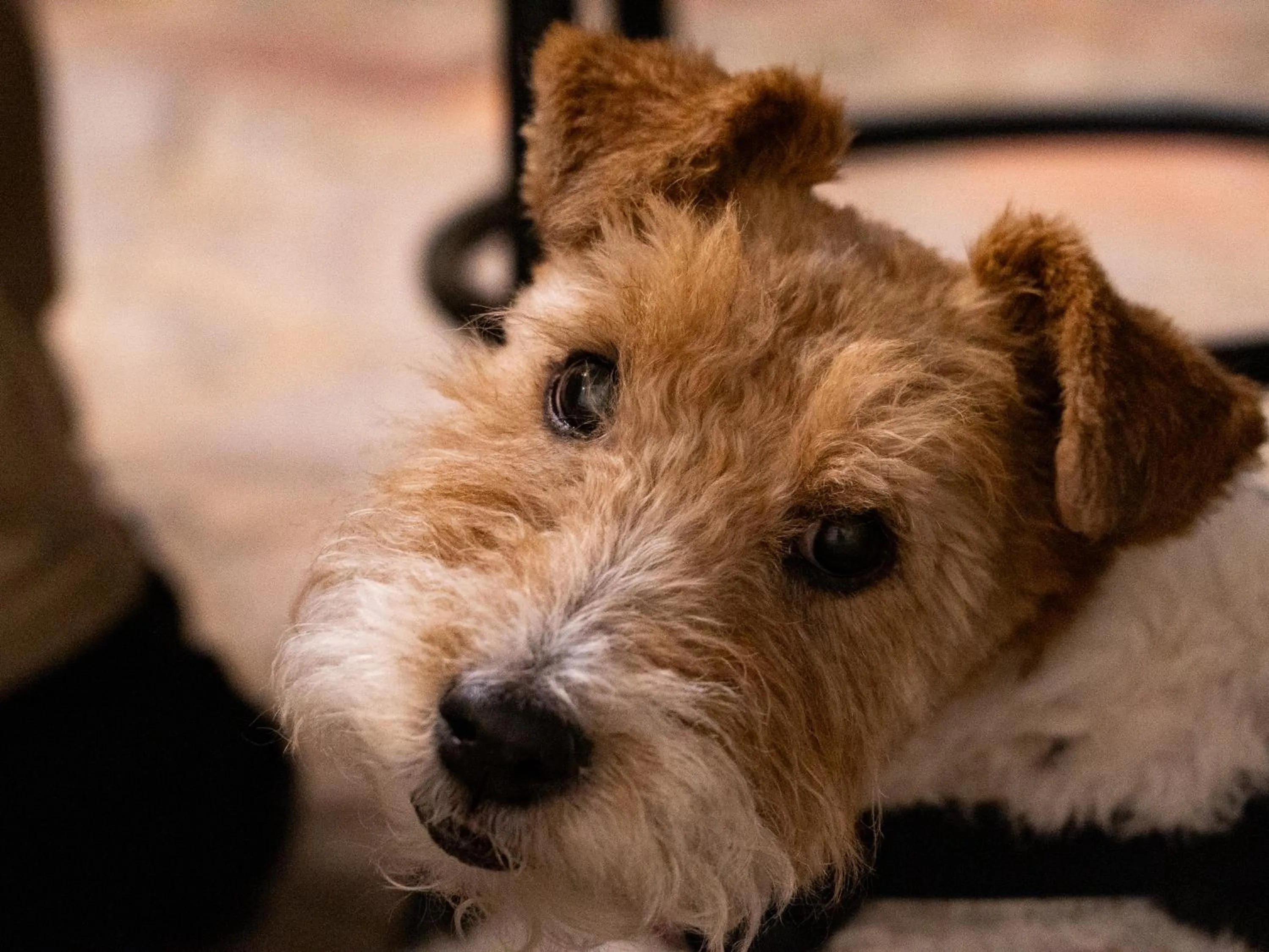 Pets in Hotel Verona Villa de Leyva