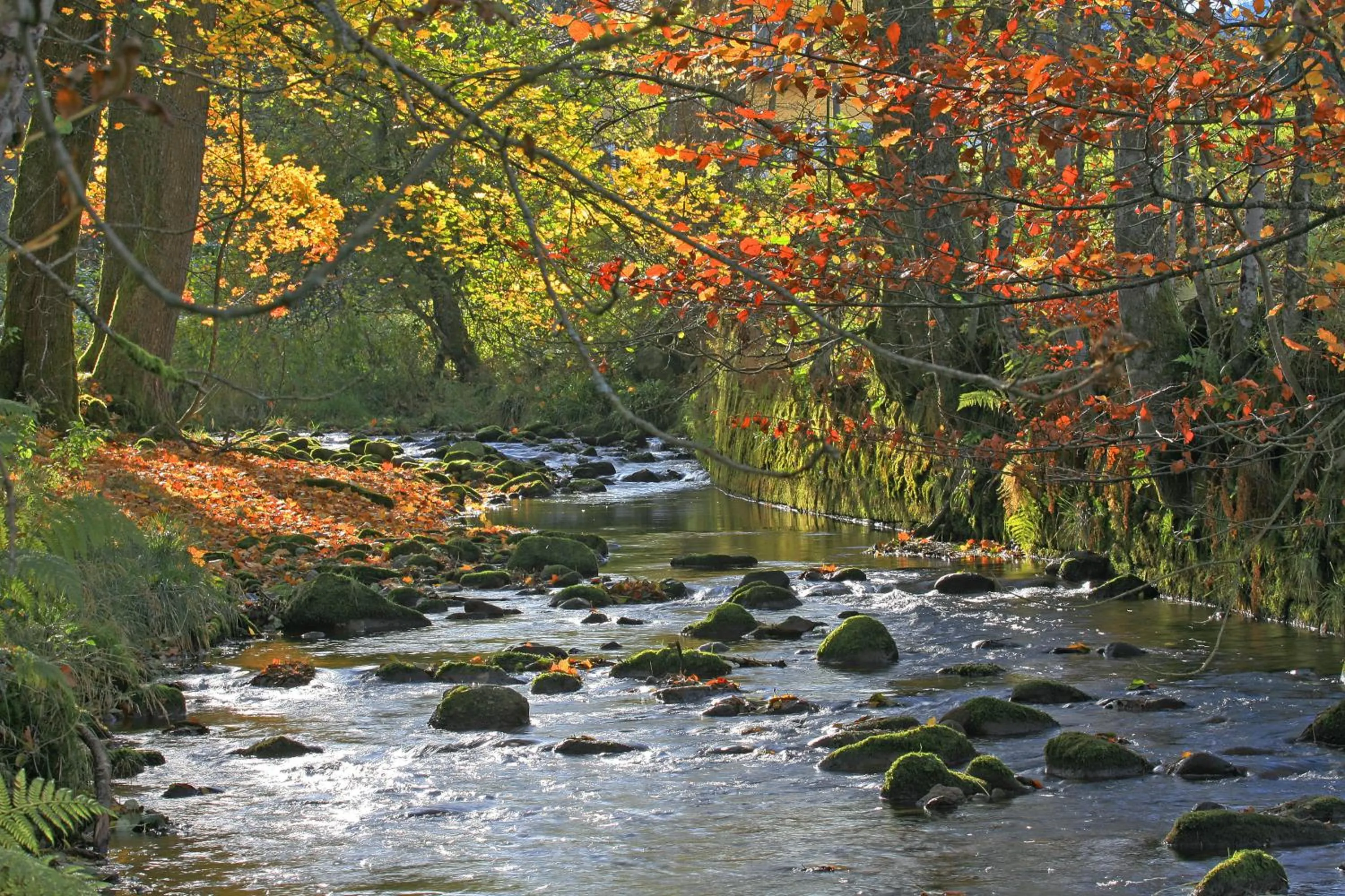 Area and facilities in Hotel Lamm Baiersbronn Mitteltal
