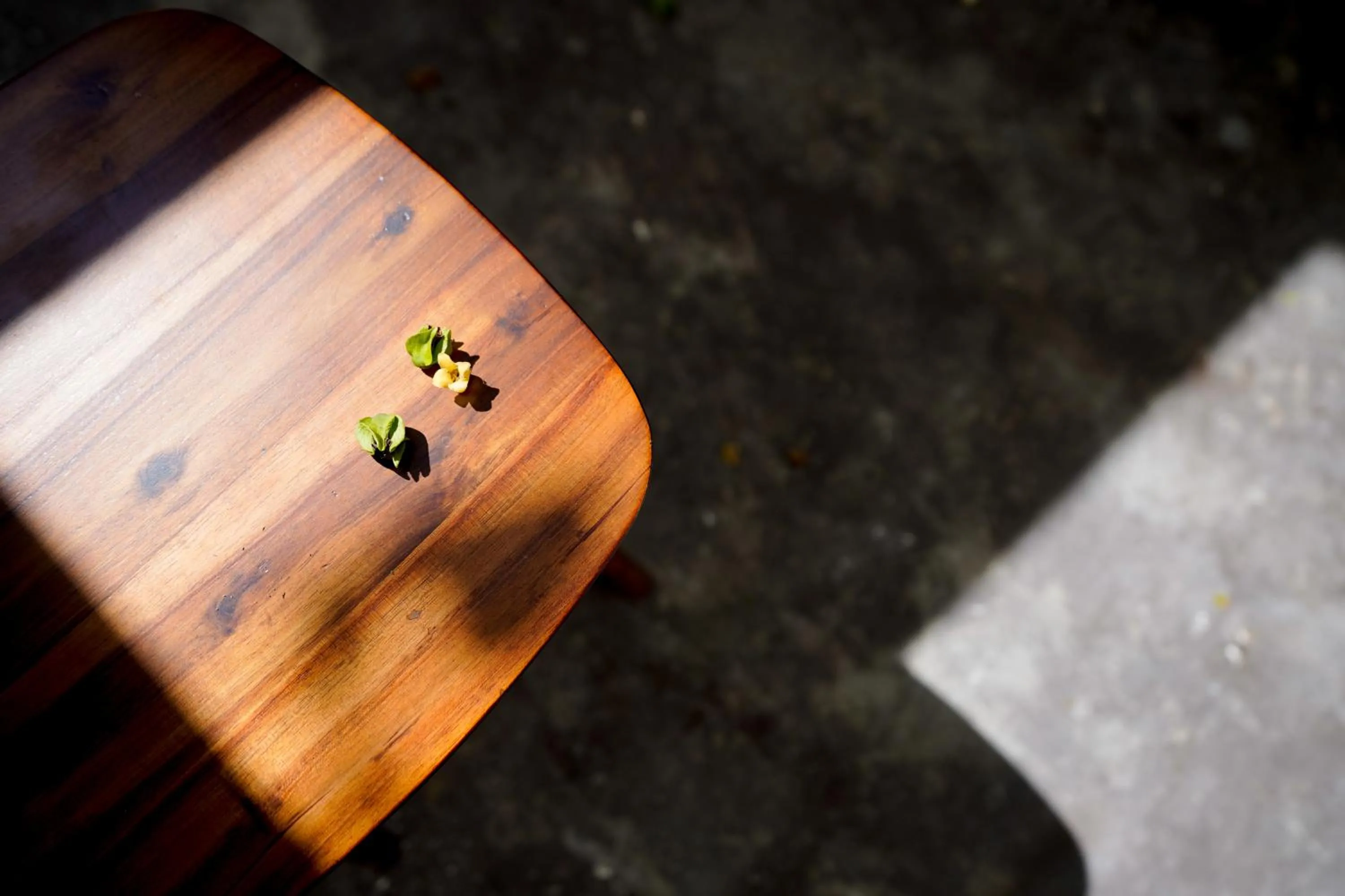 Garden in Whammy House Dalat