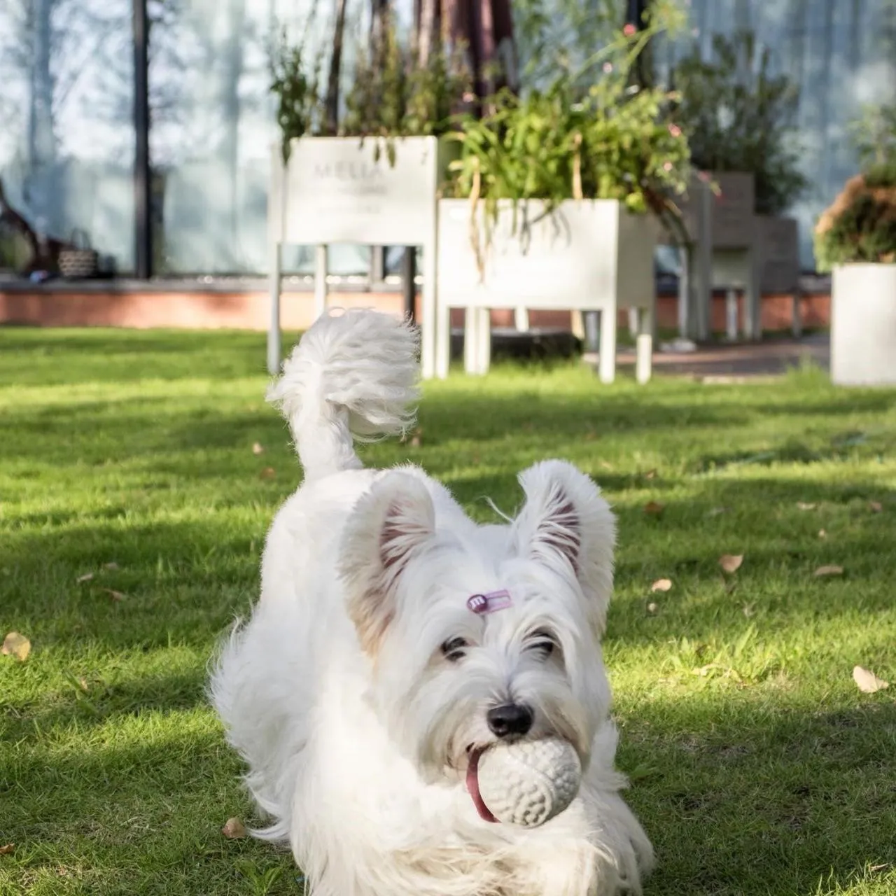 pet friendly in Melia Chongqing