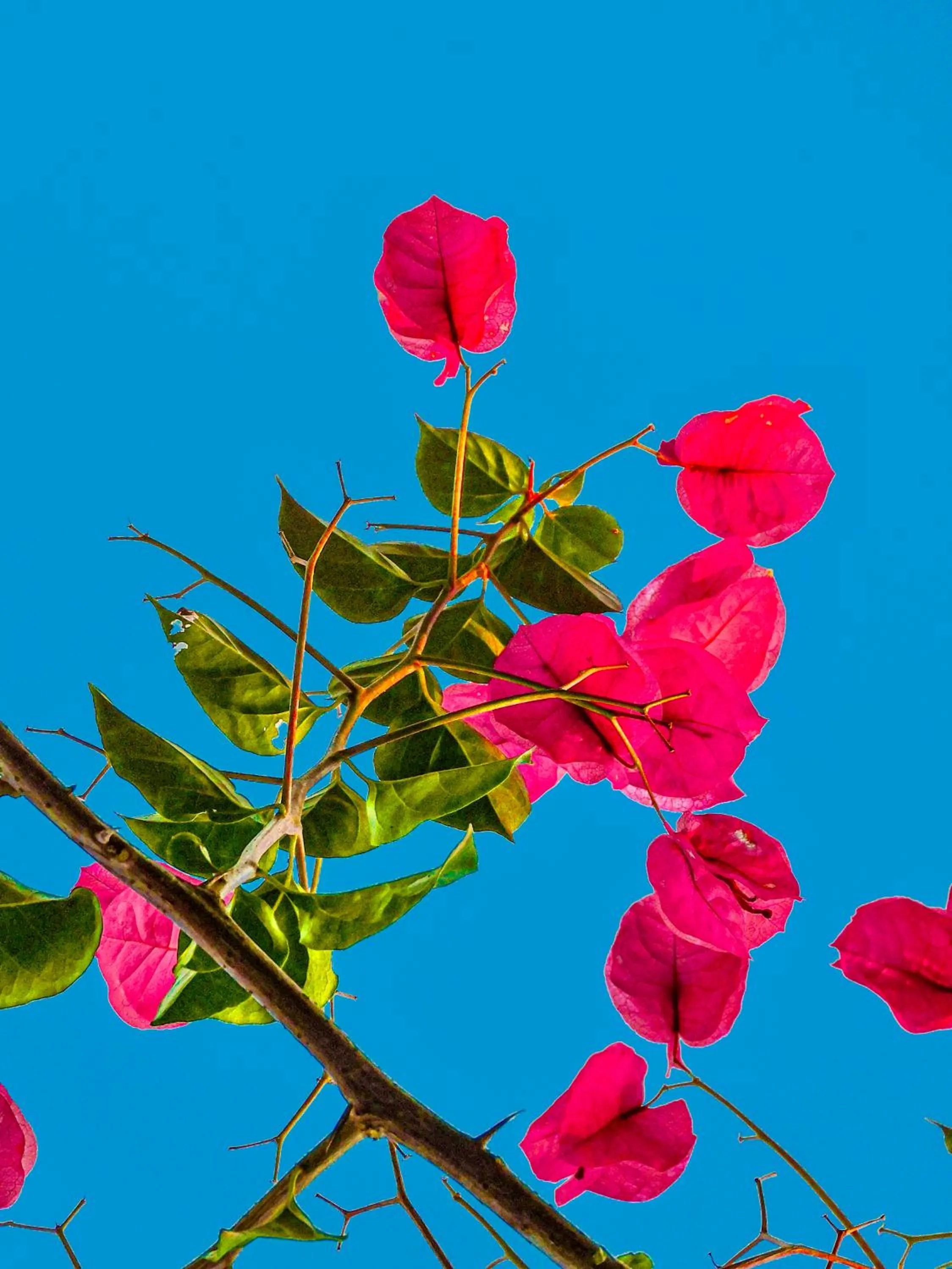 Spring in Puerto Quito Lodge - Las Iguanas