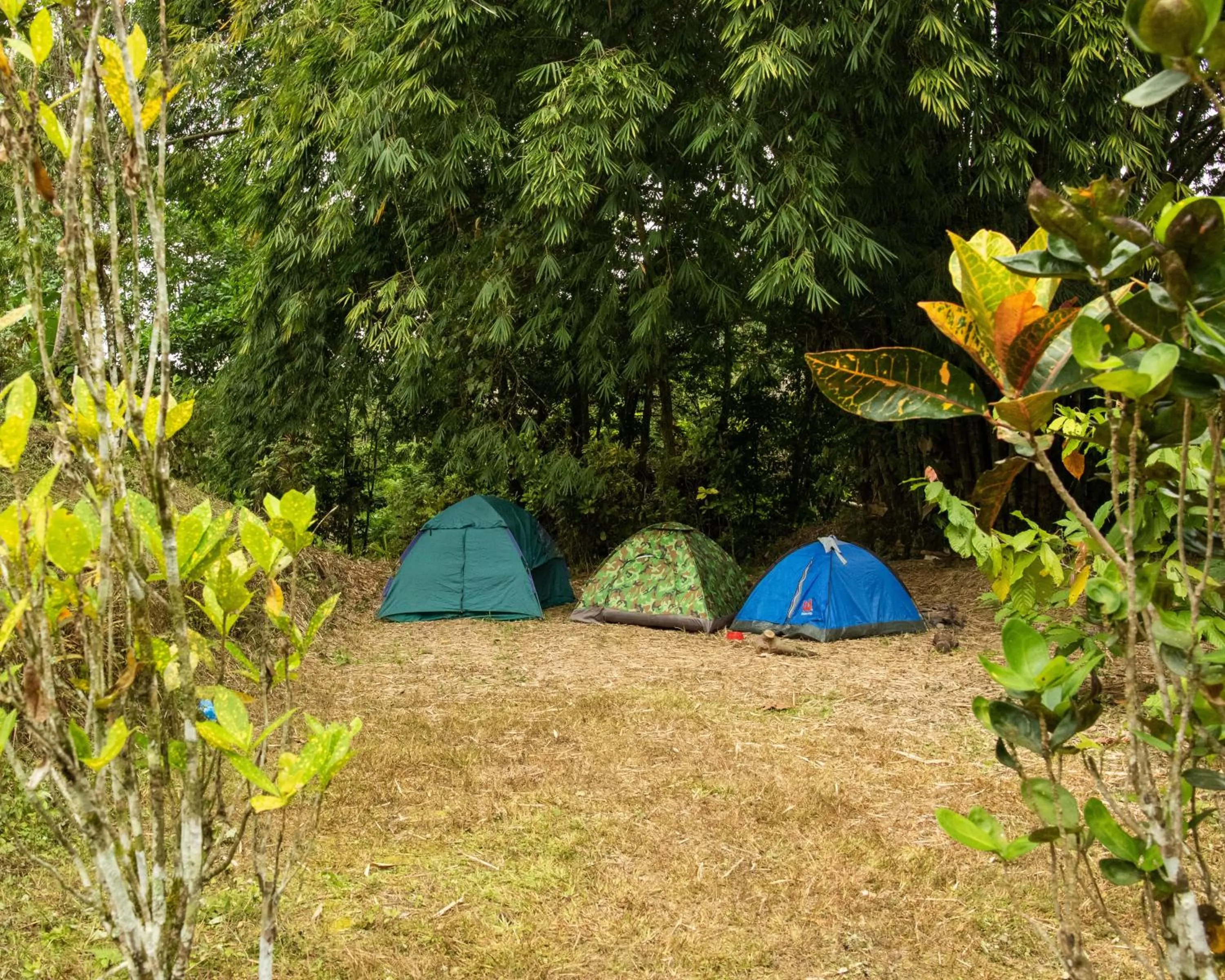 Day in Puerto Quito Lodge