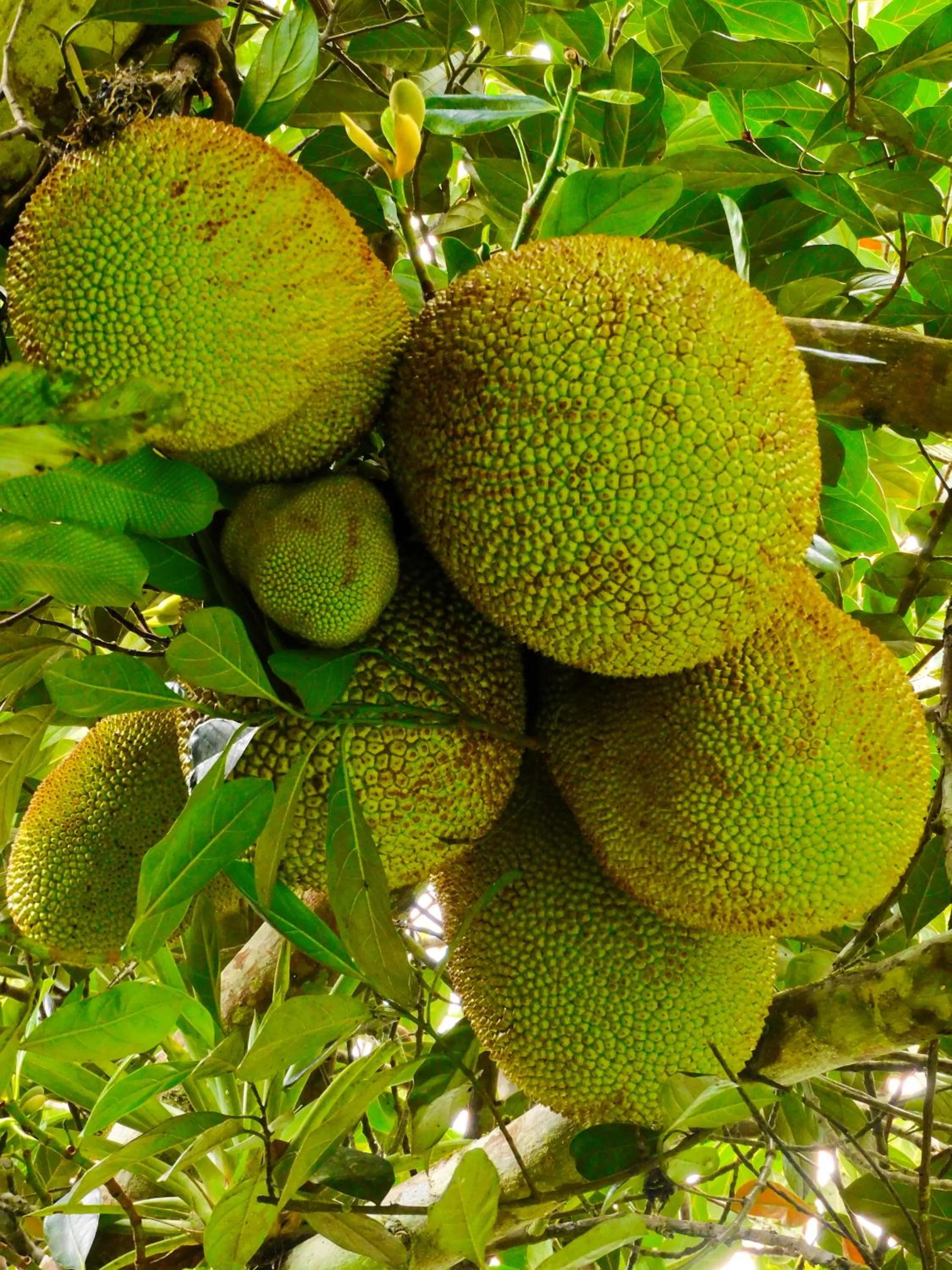 Spring in Puerto Quito Lodge - Las Iguanas